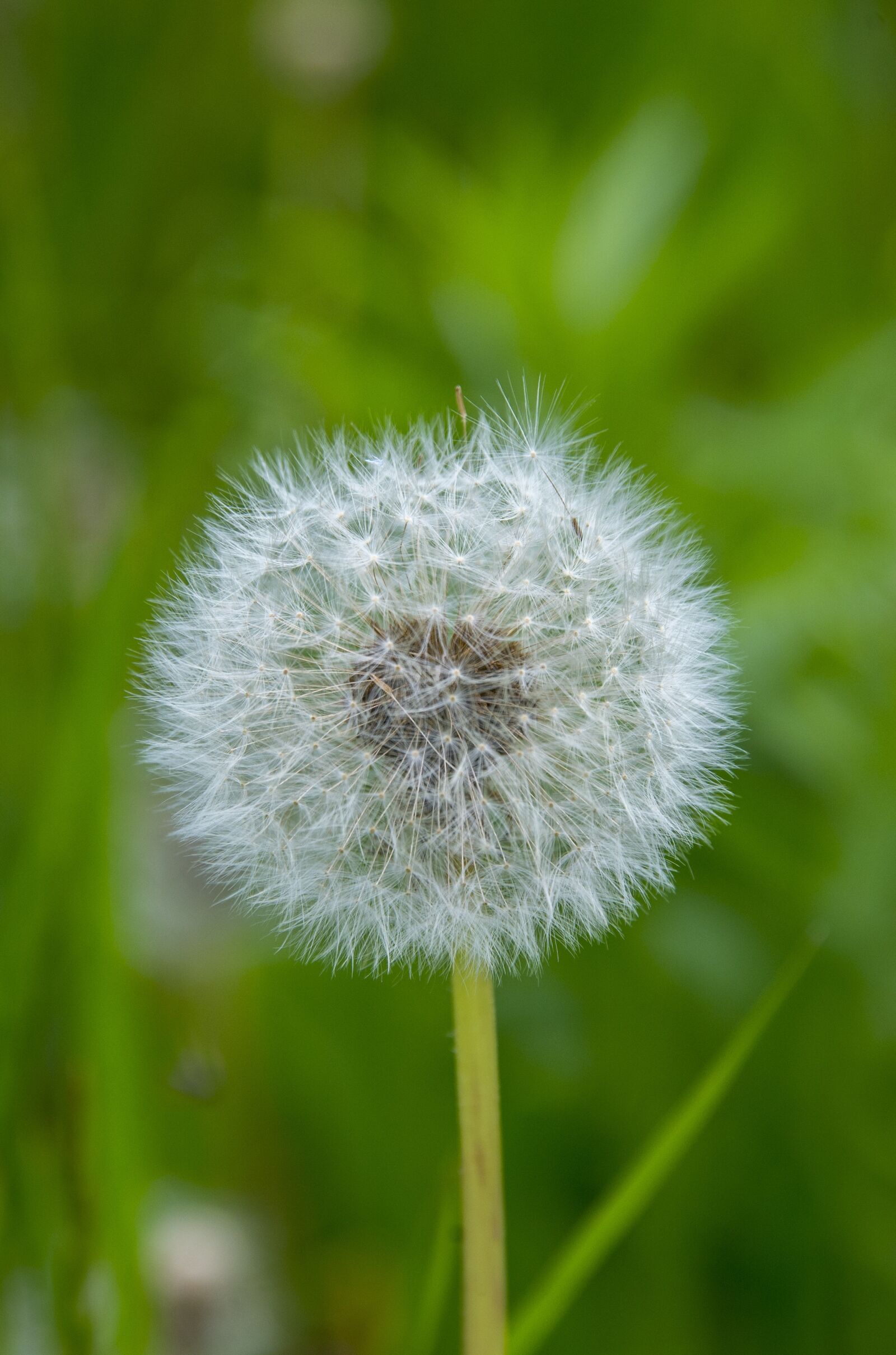 Nikon D600 sample photo. Dandelion, flower, seeds photography