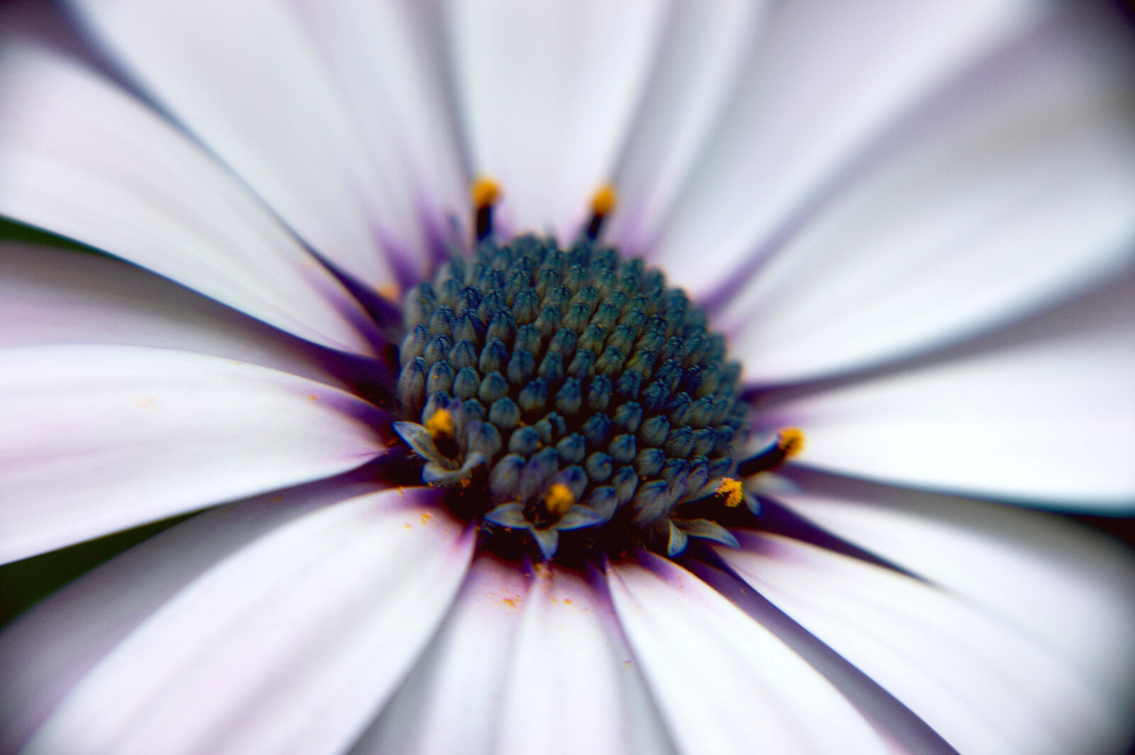 Nikon D3200 sample photo. Flower, garden, macro, nature photography