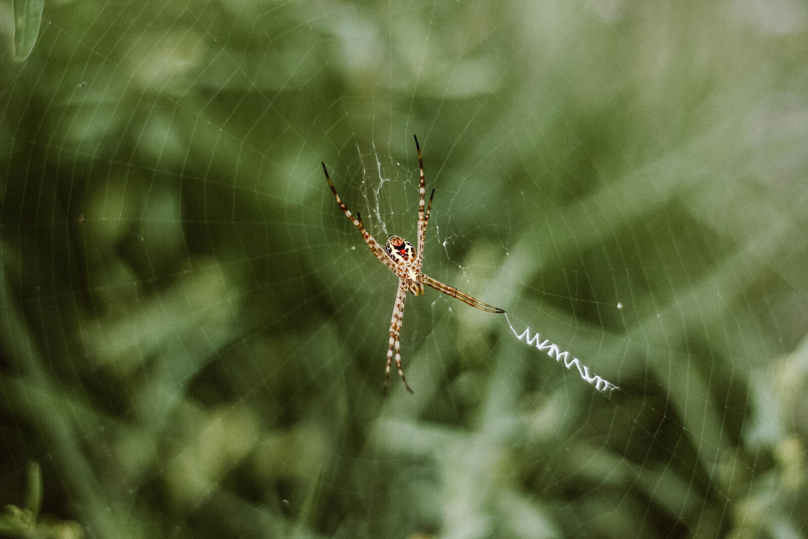 Canon EOS 60D + Canon EF 50mm F1.8 II sample photo. Animal, arachnid, blur, close photography