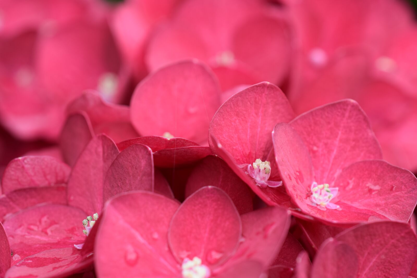 Nikon D5300 sample photo. Nature, flower, bright photography