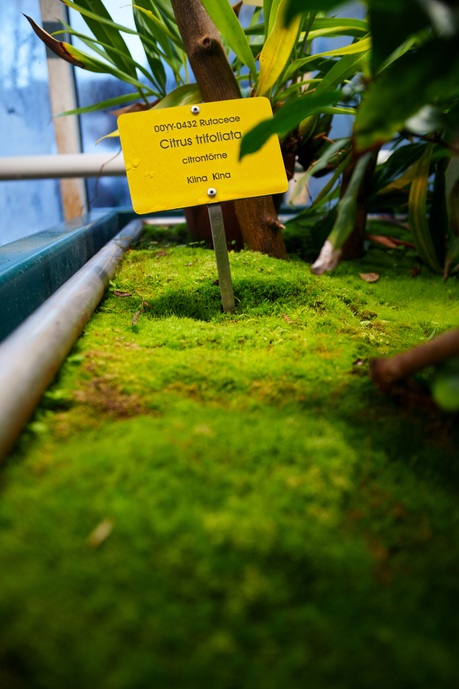 Samyang Remaster Slim 21mm F3.5 sample photo. Sign for plant photography