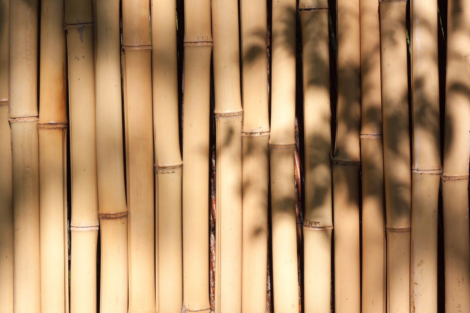Canon EOS 50D sample photo. Bamboo, giant bamboo, bamboo photography