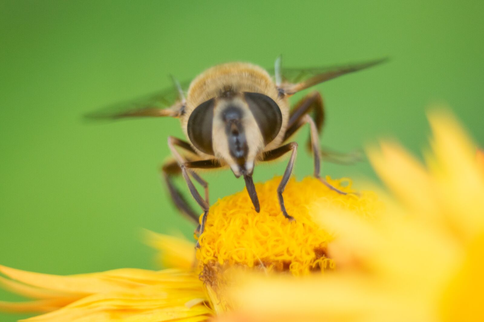 Nikon D3300 sample photo. Bee, flower, insect photography