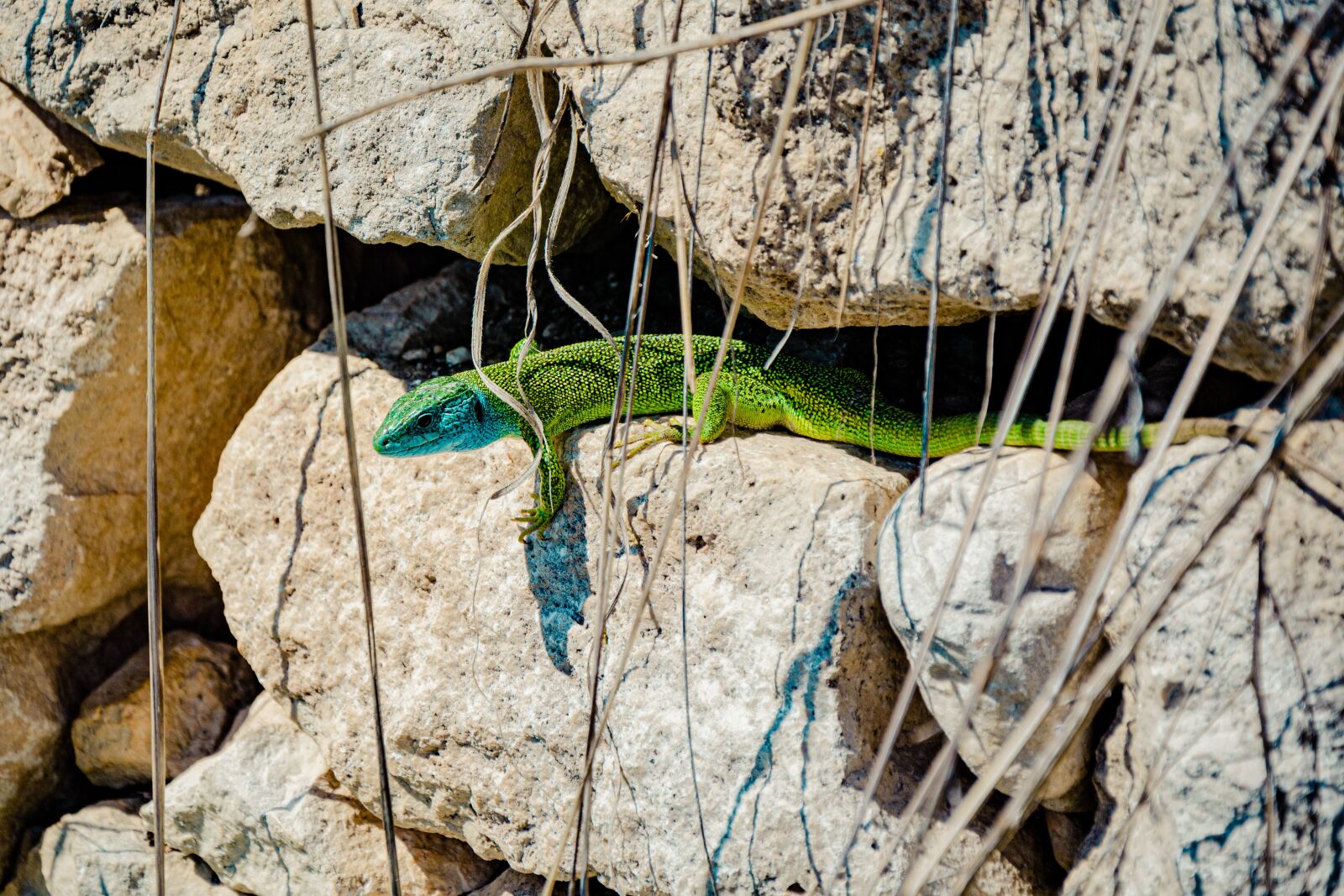 Nikon D7100 sample photo. Emerald lizard, lizard, reptile photography