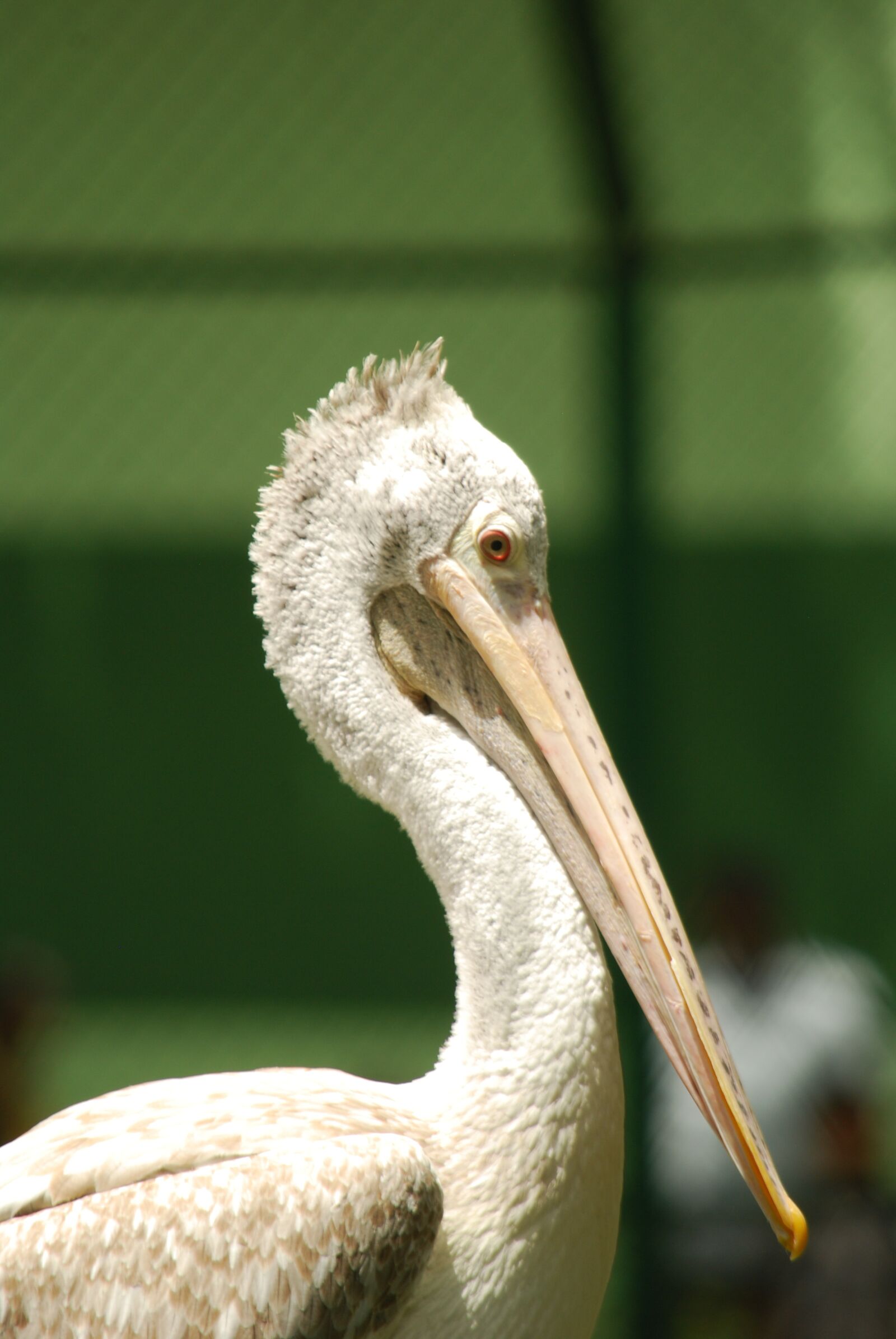 Nikon D40X sample photo. Birds, nature, green photography