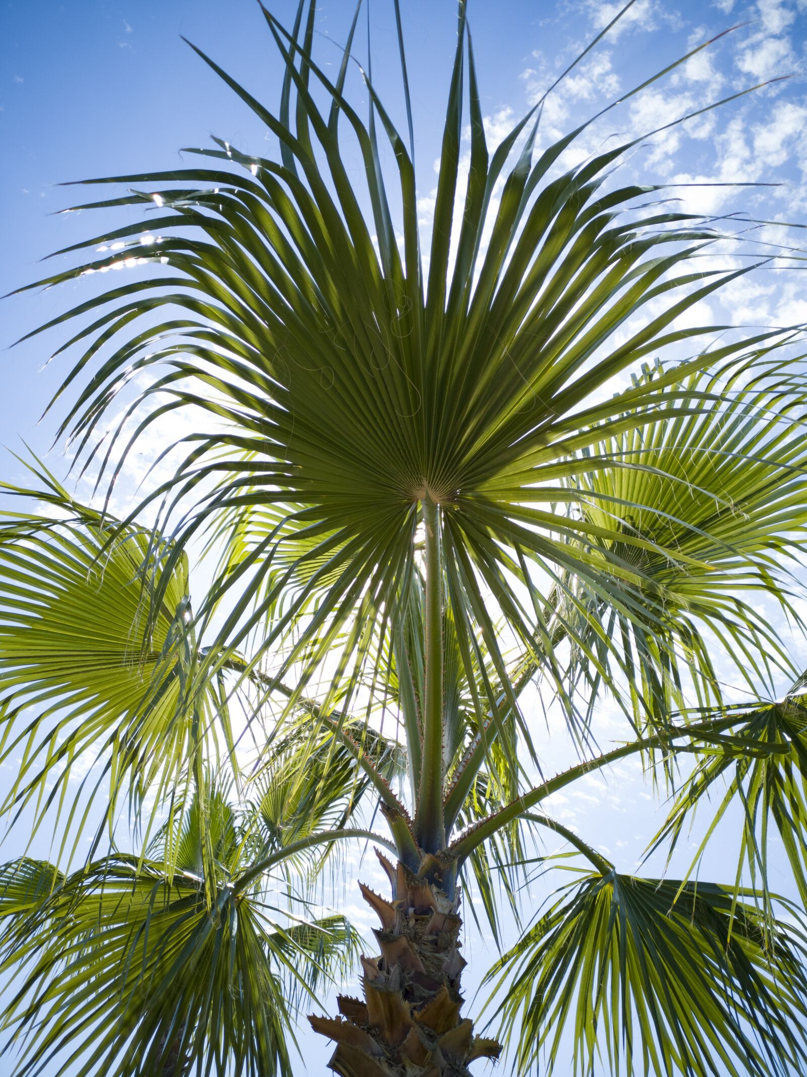 HUAWEI CLT-L09 sample photo. Palm, tree, leaves photography