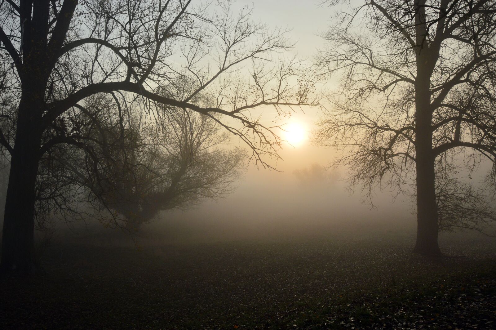 Nikon D3200 sample photo. Fog, landscape, morning hours photography