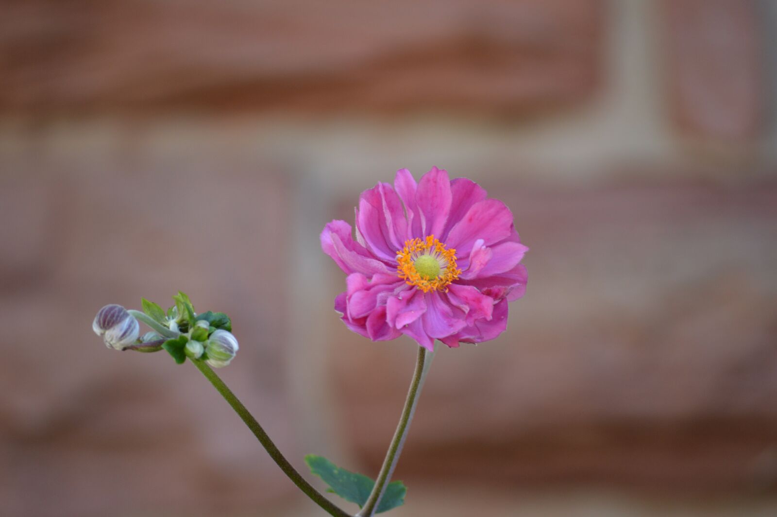 Nikon D3200 sample photo. Flower, nature, flora photography