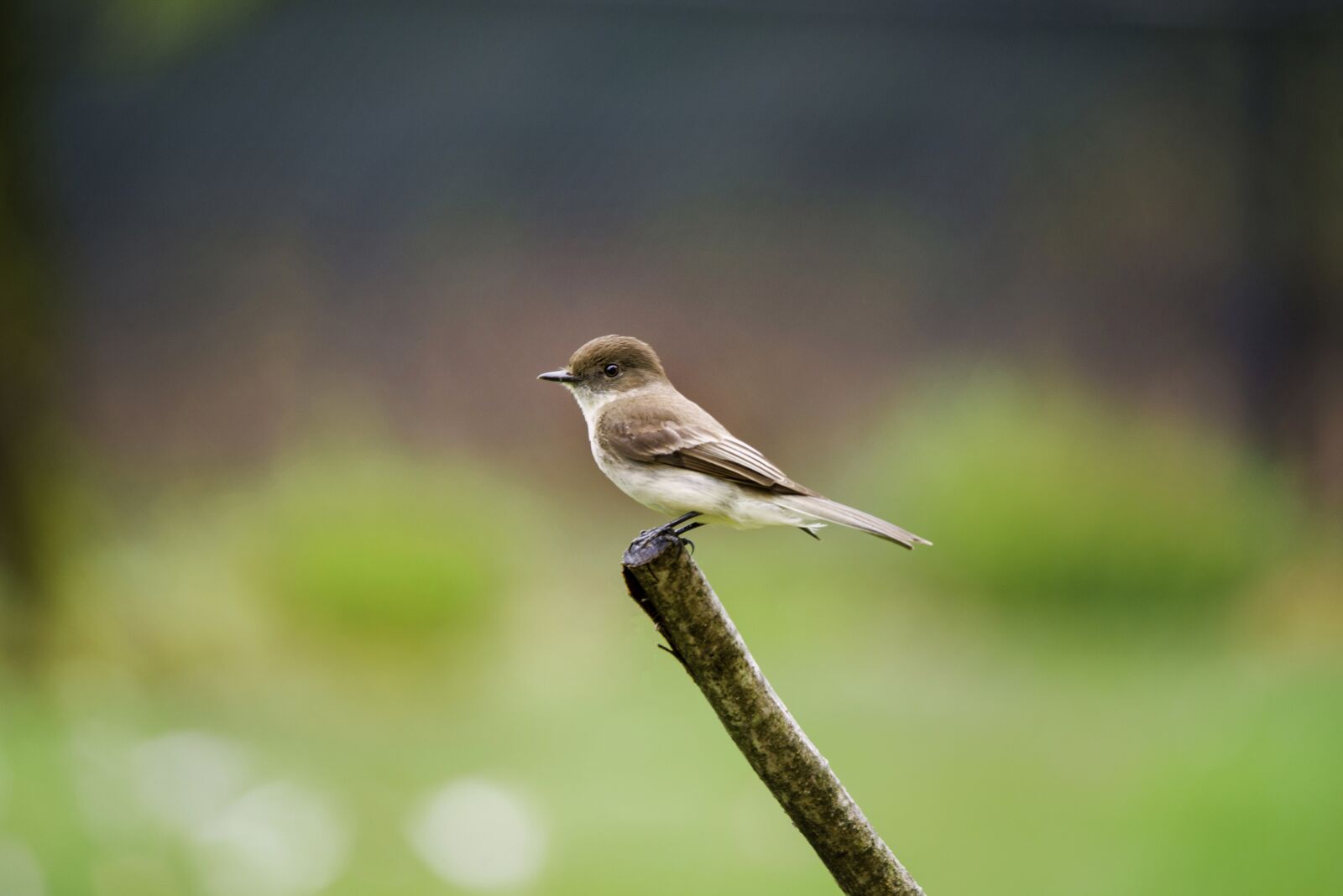 Nikon D800 sample photo. Bids, finch, wildlife photography