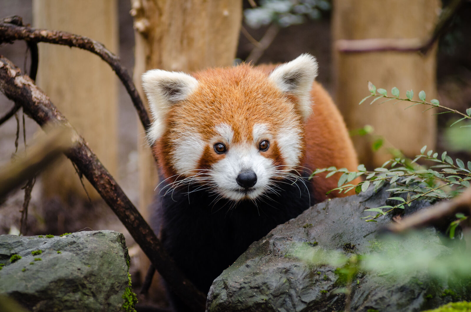 AF Zoom-Nikkor 80-200mm f/2.8 ED sample photo. Brown, and, white, red photography