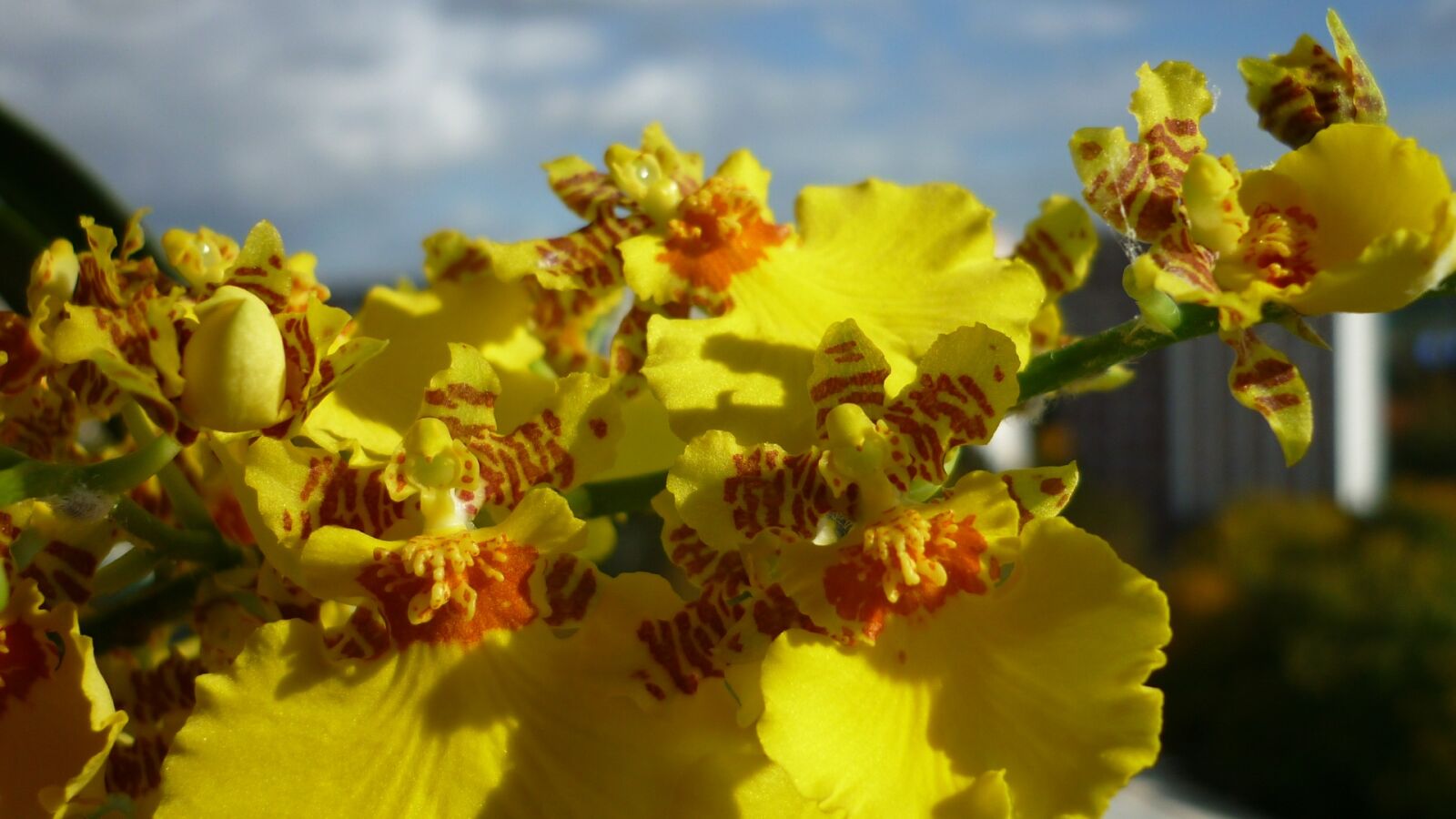 Panasonic Lumix DMC-FS6 sample photo. Oncidium, flower, orchid photography