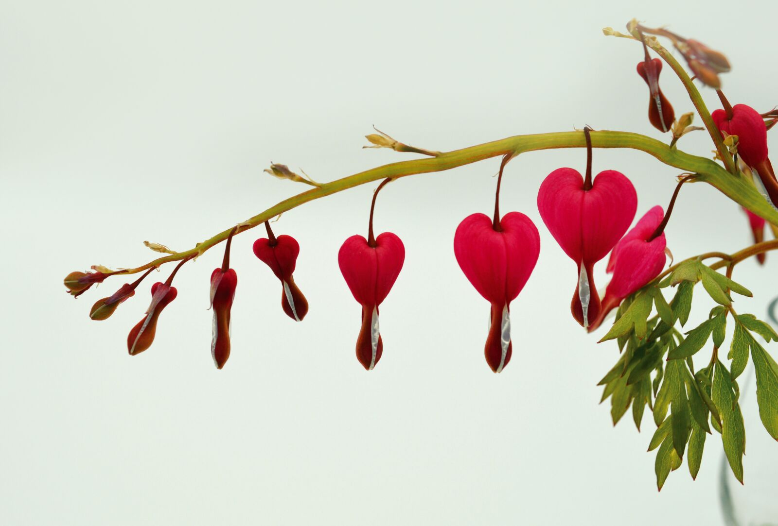 Nikon D3200 sample photo. Bleeding heart, flowers, flower photography