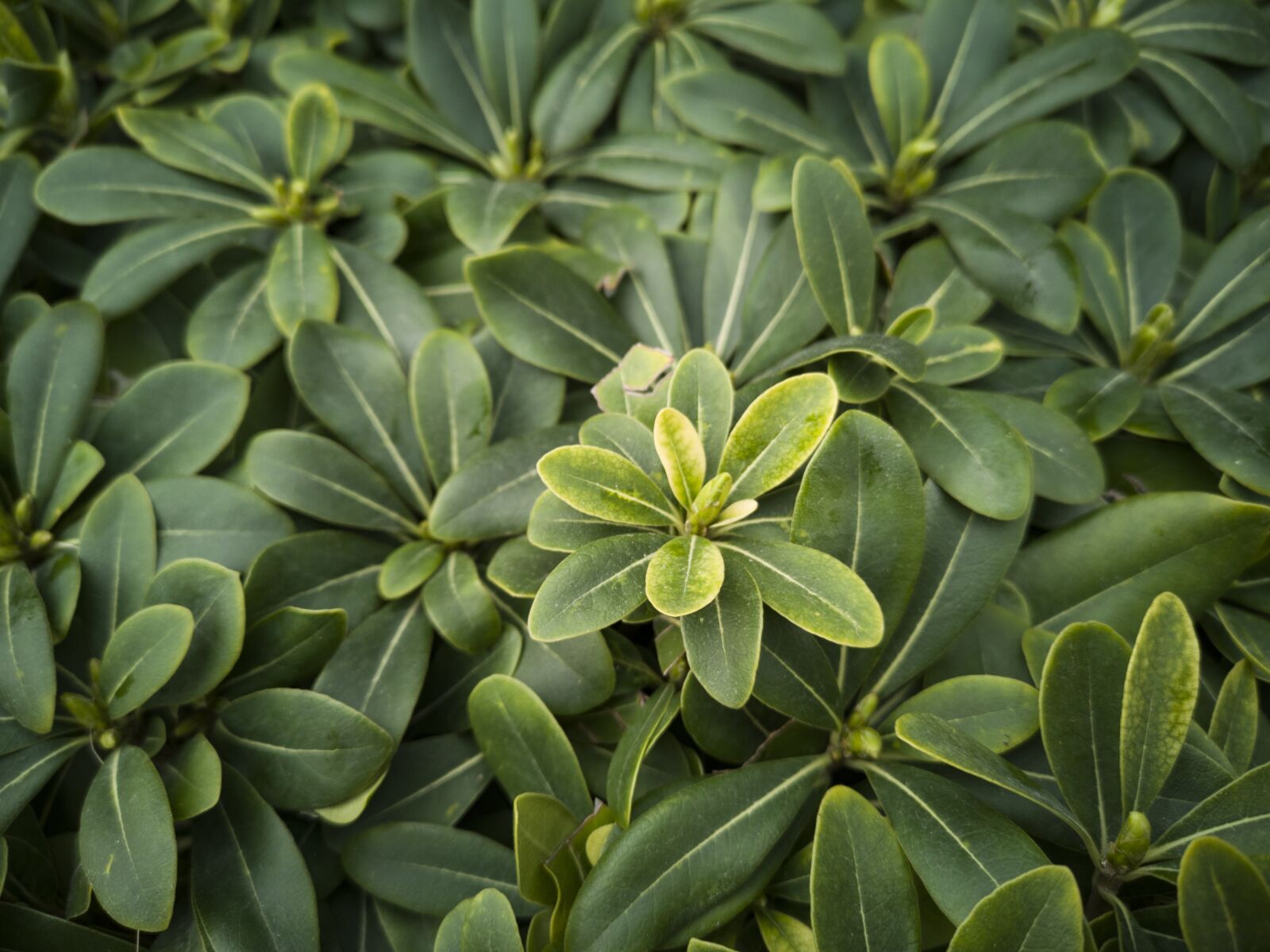 HUAWEI CLT-L09 sample photo. Green, plant, flower photography