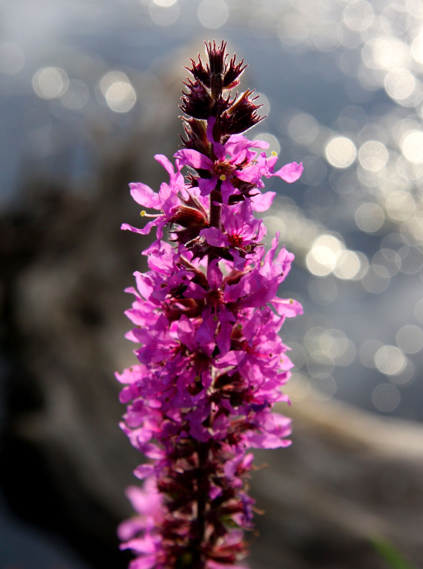 Canon EOS 40D sample photo. Plant, water, flower photography