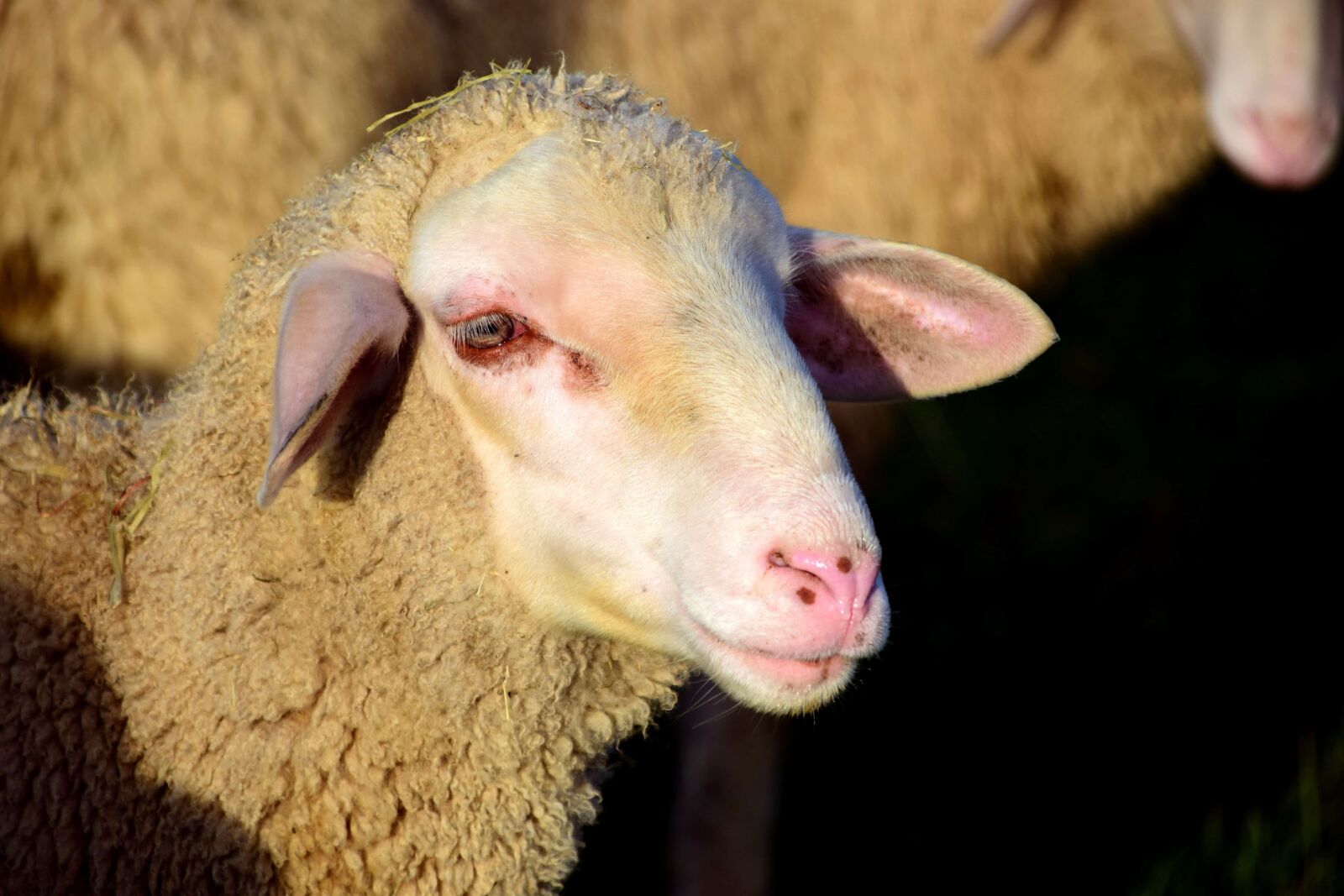 Nikon D3300 sample photo. Sheep, livestock, agriculture, animal photography