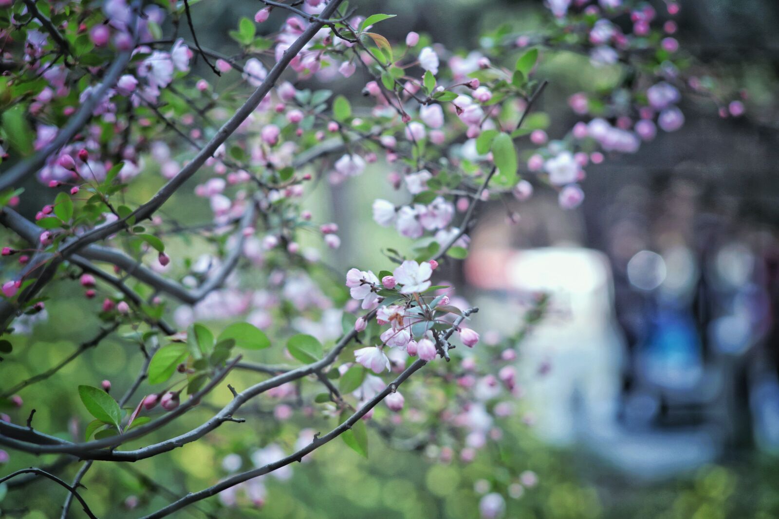 Canon EOS 6D sample photo. Begonia flower, tree, gazebo photography