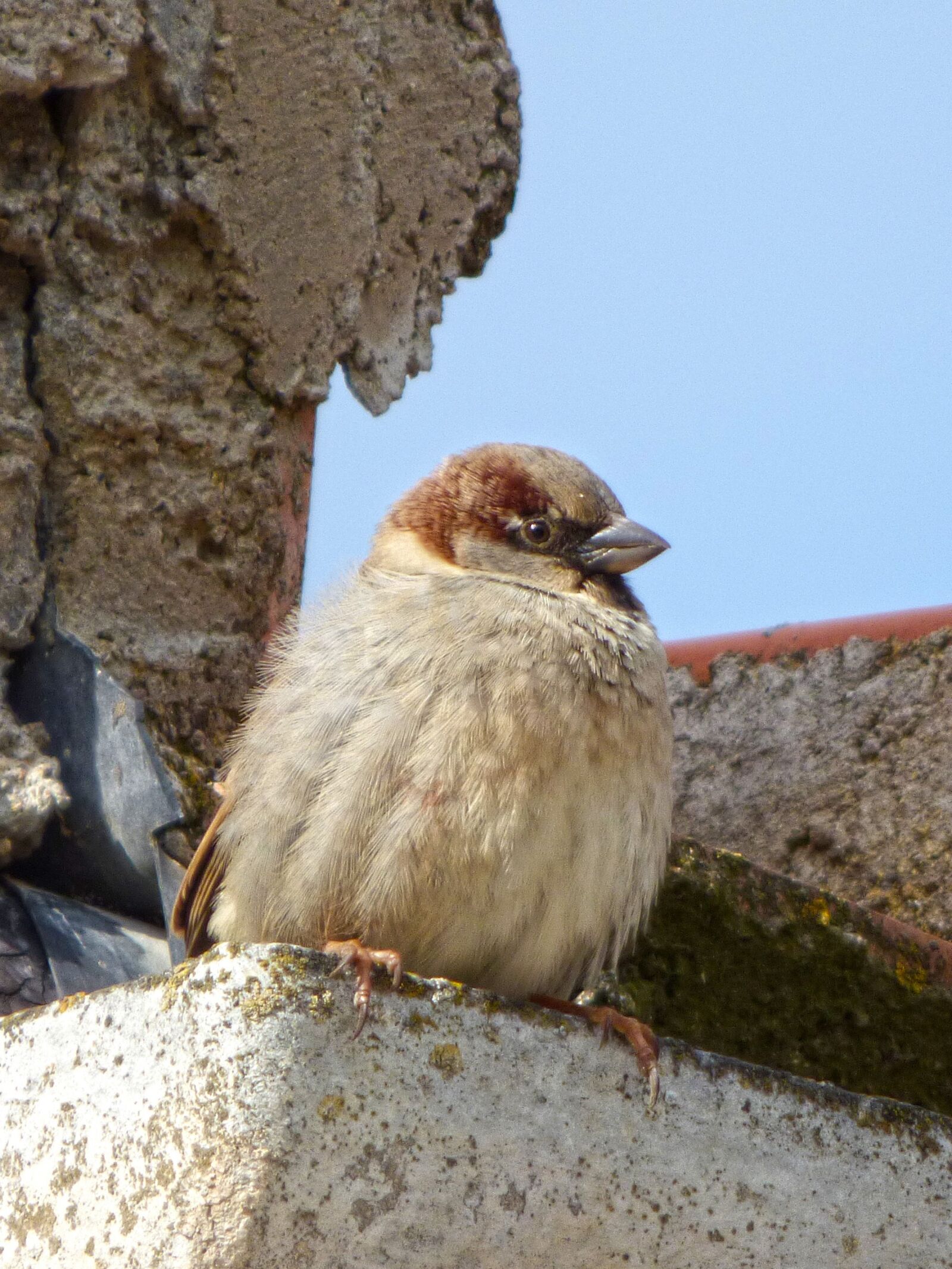 Panasonic Lumix DMC-FZ70 sample photo. Sparrow, roof, drain photography