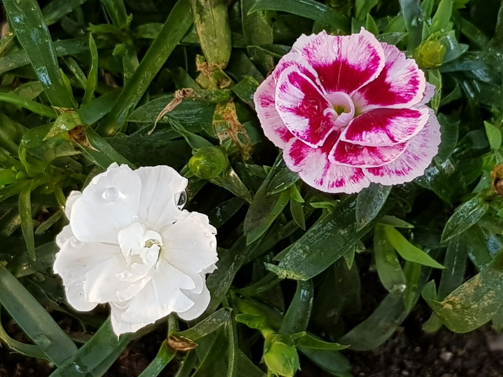 Samsung Galaxy S8+ sample photo. Flowers, garden, flower bed photography