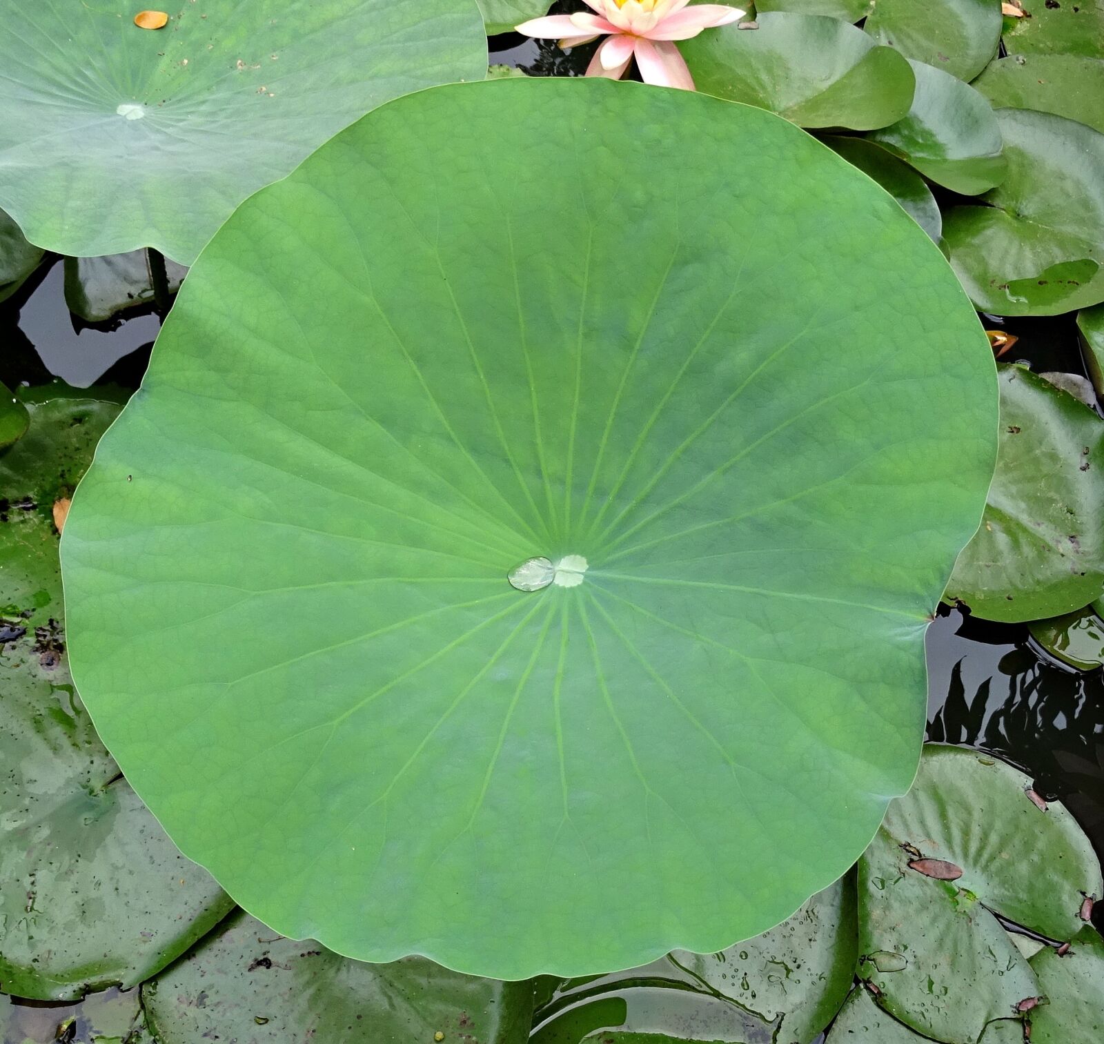 Sony DSC-HX60V sample photo. Lotus, pad, leaf photography