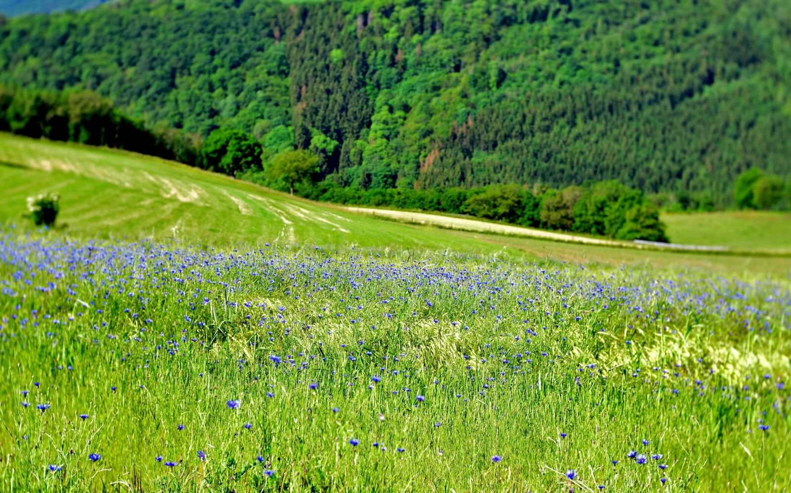 Nikon D600 sample photo. Landscape, cornflowers, meadow photography