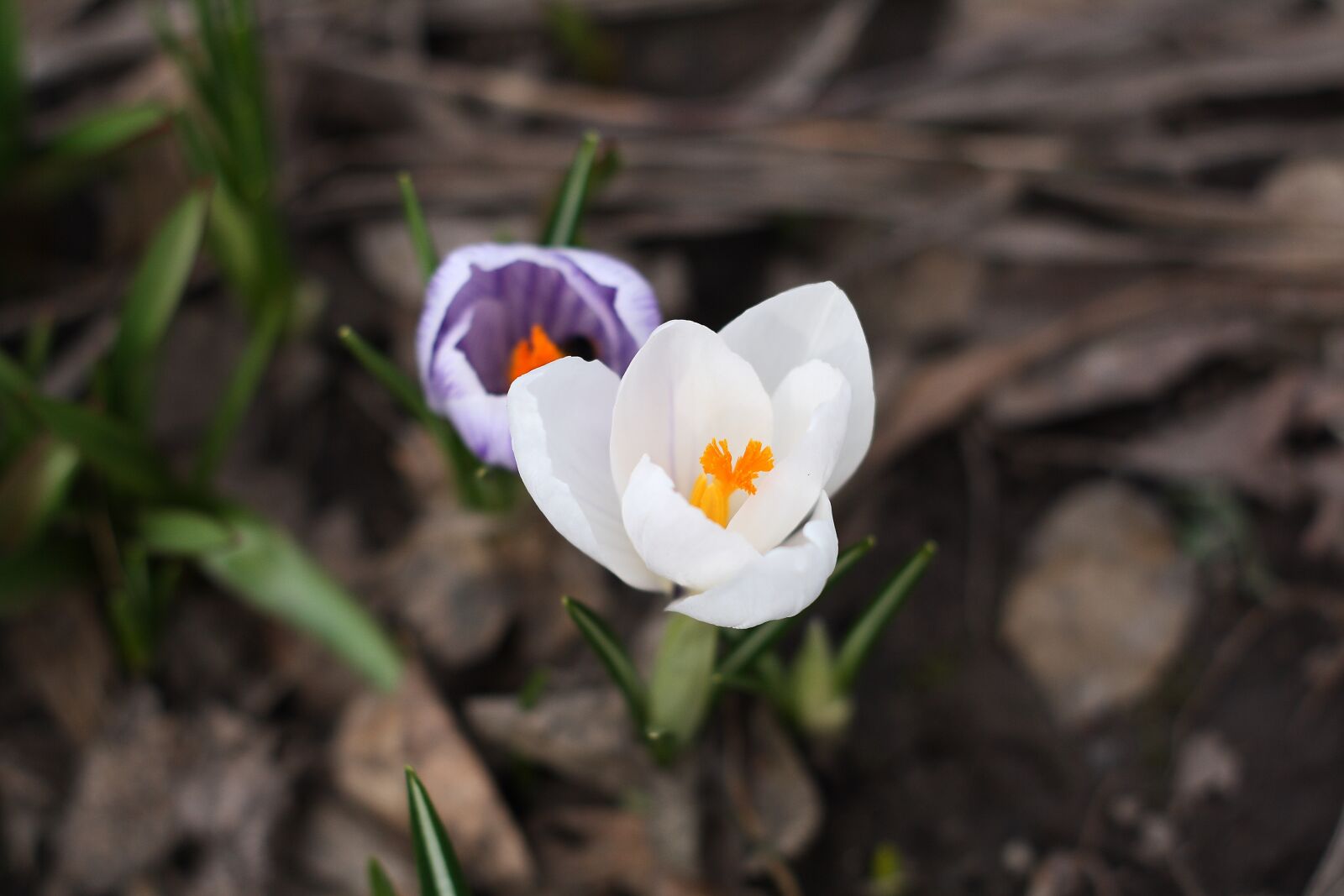 Canon EOS 1000D (EOS Digital Rebel XS / EOS Kiss F) sample photo. Spring, buds bloom, pears photography