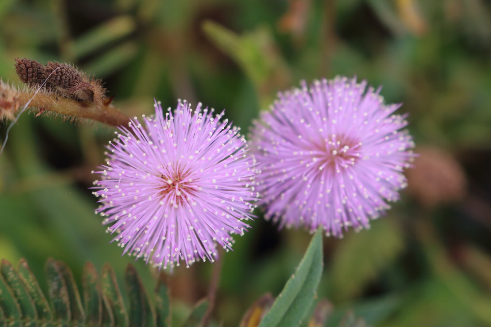 Canon EOS 750D (EOS Rebel T6i / EOS Kiss X8i) sample photo. Flower, flowers, wildflowers photography