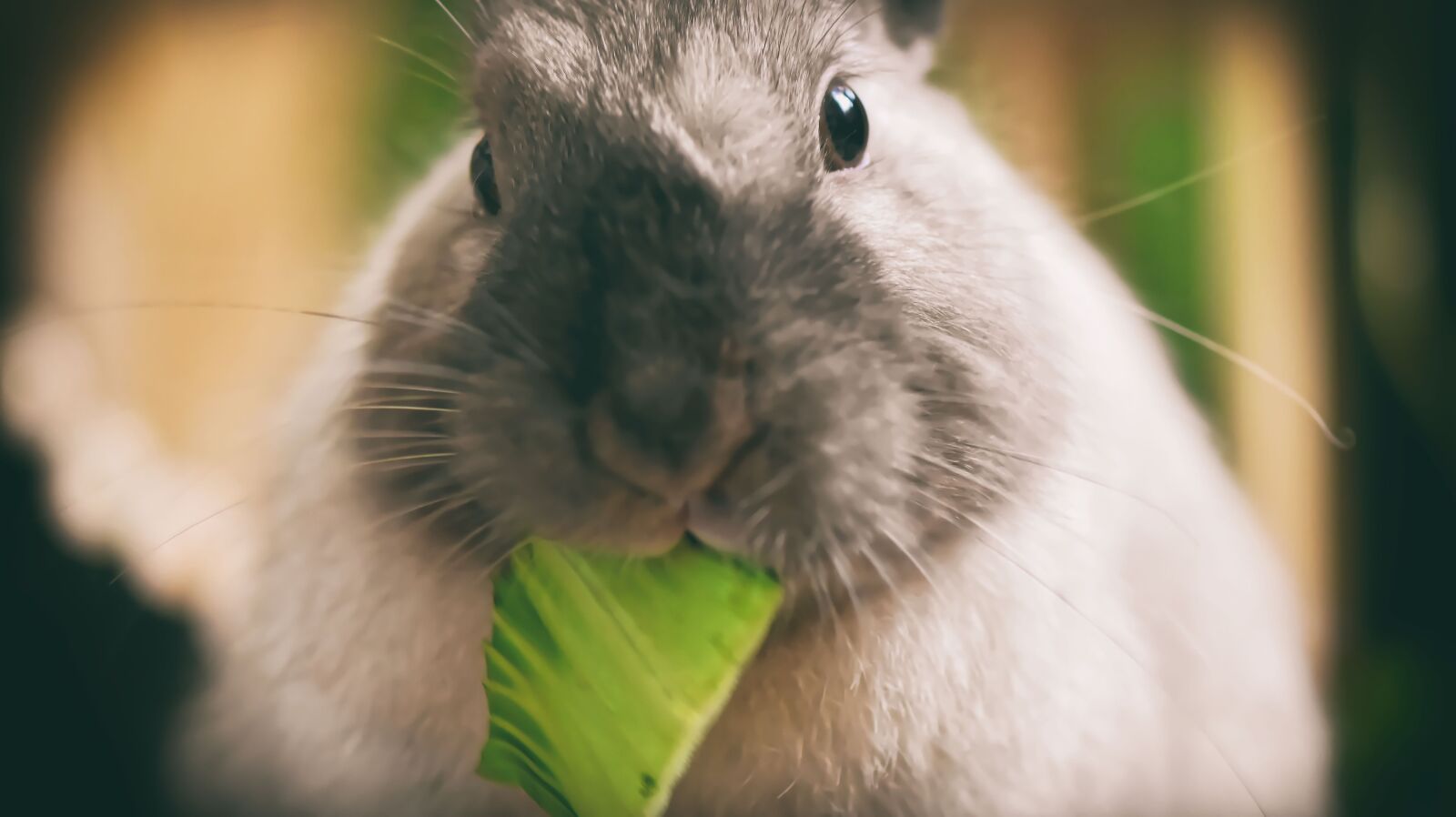 Nikon D7200 sample photo. Dwarf rabbit, color dwarf photography