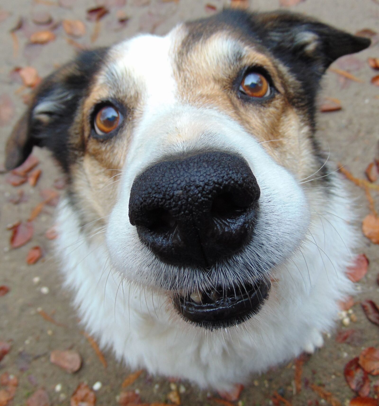 Sony Cyber-shot DSC-H300 sample photo. Dog, nose, eyes photography