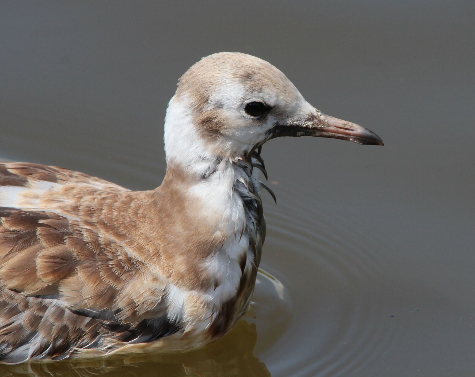 Canon EOS 600D (Rebel EOS T3i / EOS Kiss X5) sample photo. Black headed gull, seagull photography