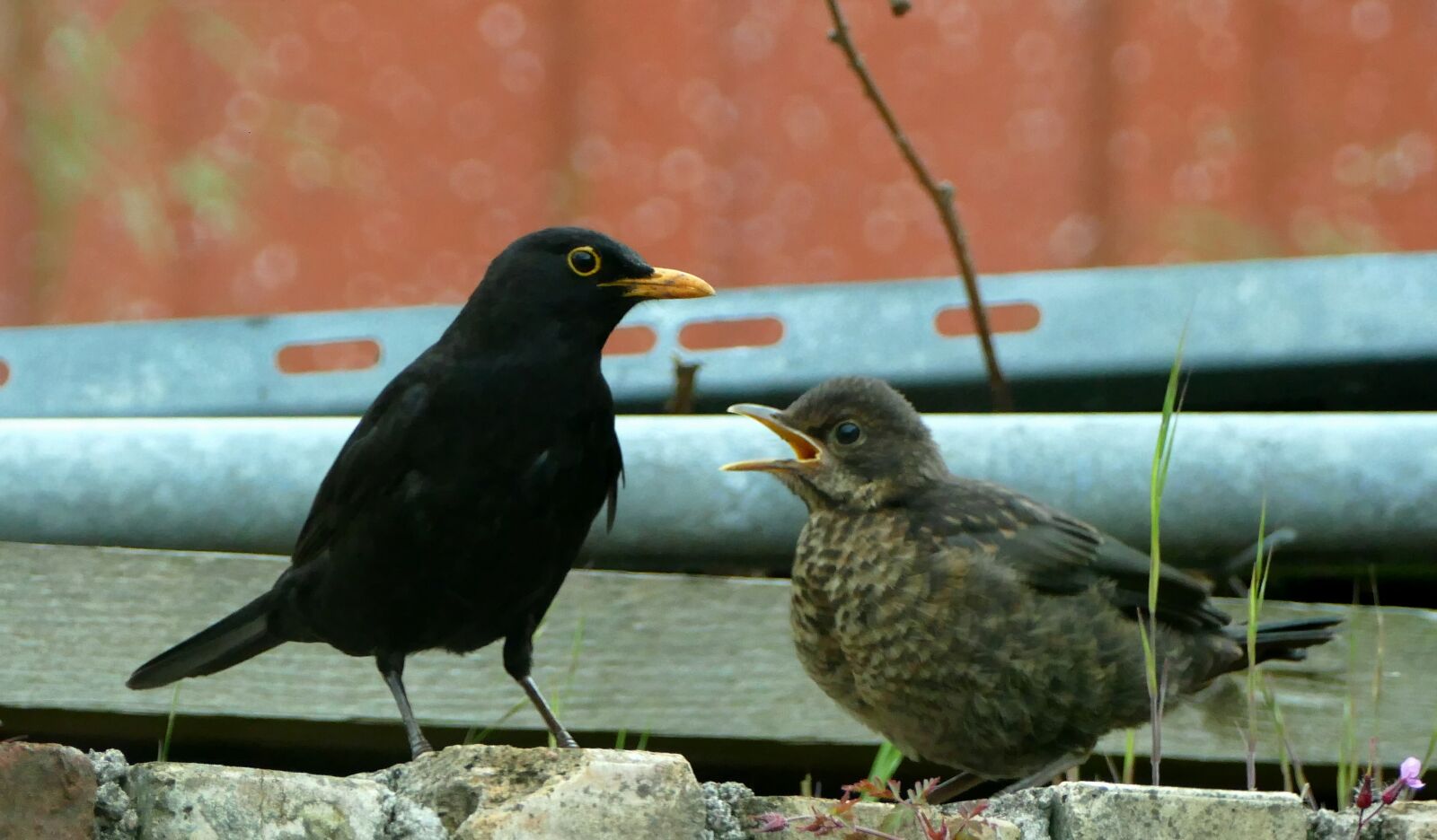 Panasonic Lumix DMC-FZ1000 sample photo. Blackbird, bird, nature photography