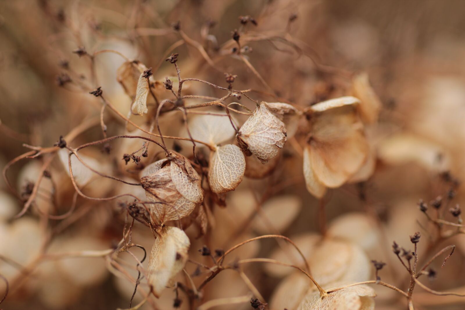 Canon EOS 600D (Rebel EOS T3i / EOS Kiss X5) sample photo. Hydrangea, seed, flower photography