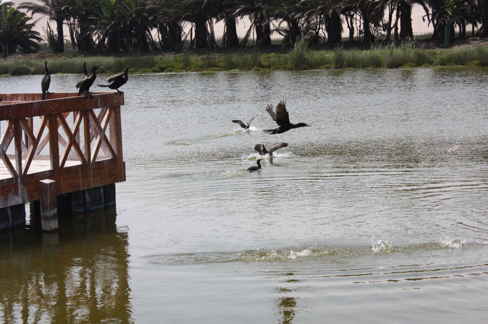 Canon EOS 450D (EOS Rebel XSi / EOS Kiss X2) sample photo. Birds on lagoon, sunset photography