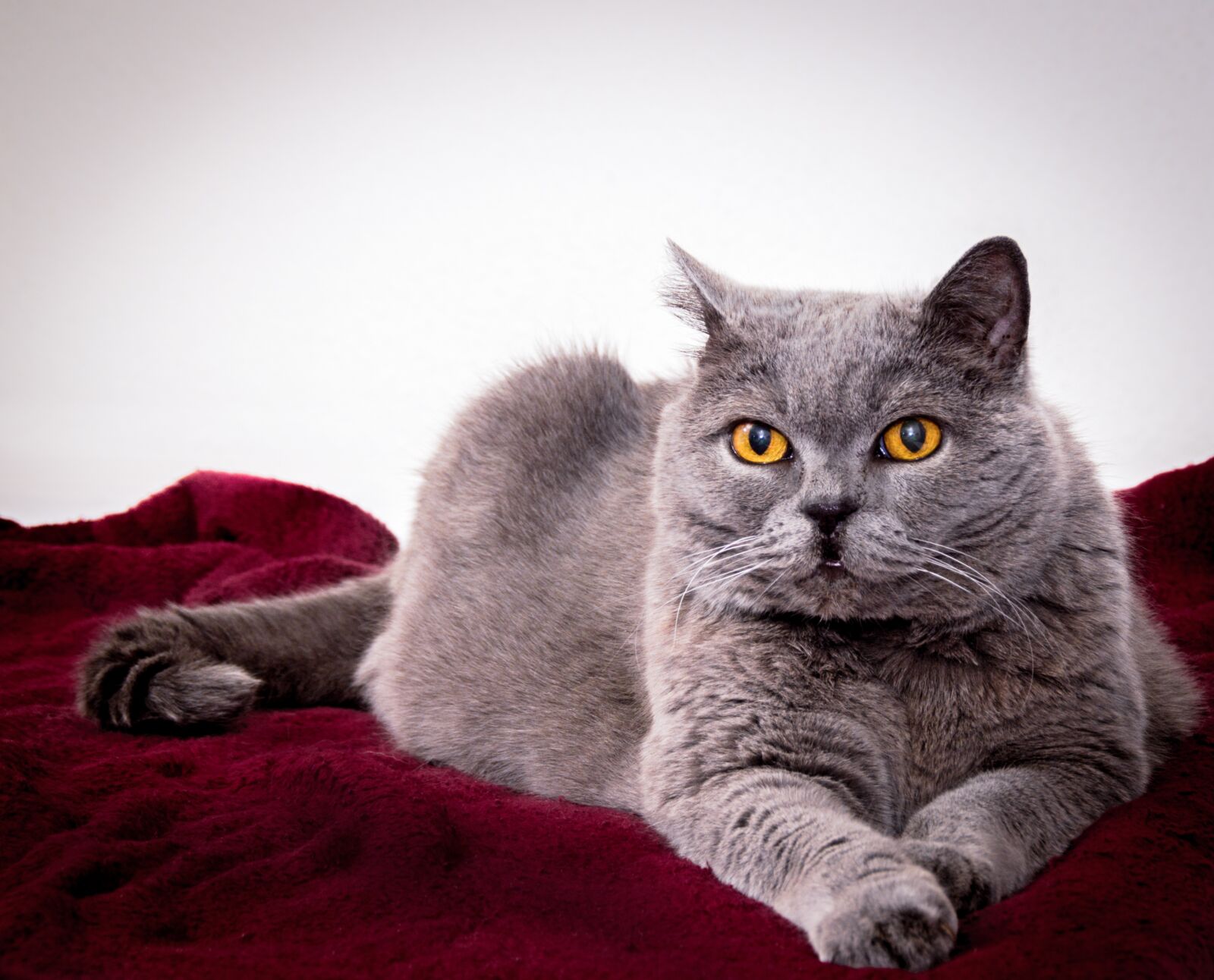 Sony DT 18-200mm F3.5-6.3 sample photo. Cat, noble, graceful photography
