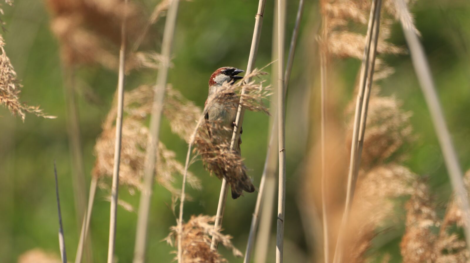 Canon EOS 80D sample photo. Reed, bird, sparrow photography
