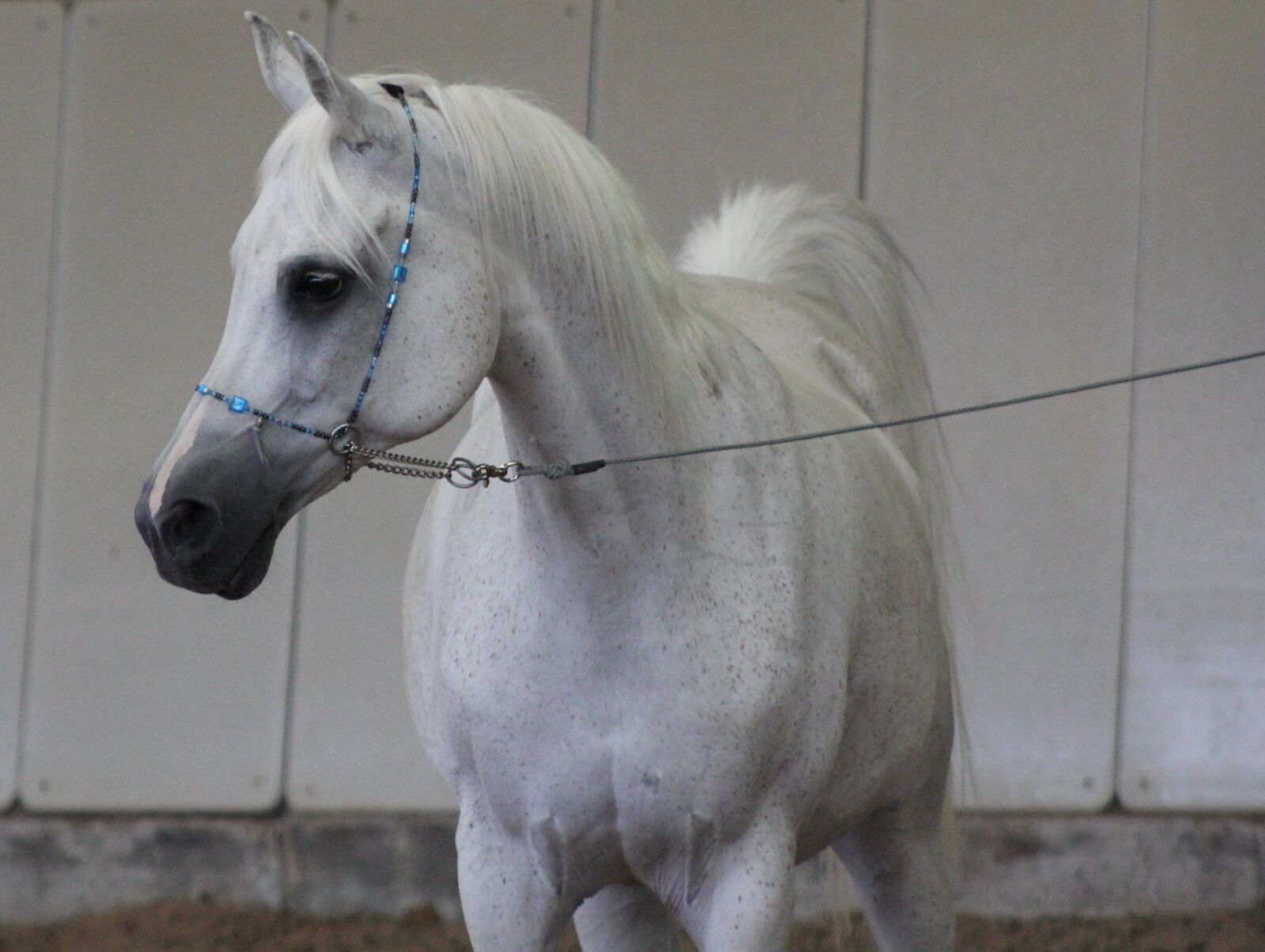 Canon EF 75-300mm f/4-5.6 sample photo. Arabs, horse, thoroughbred arabian photography