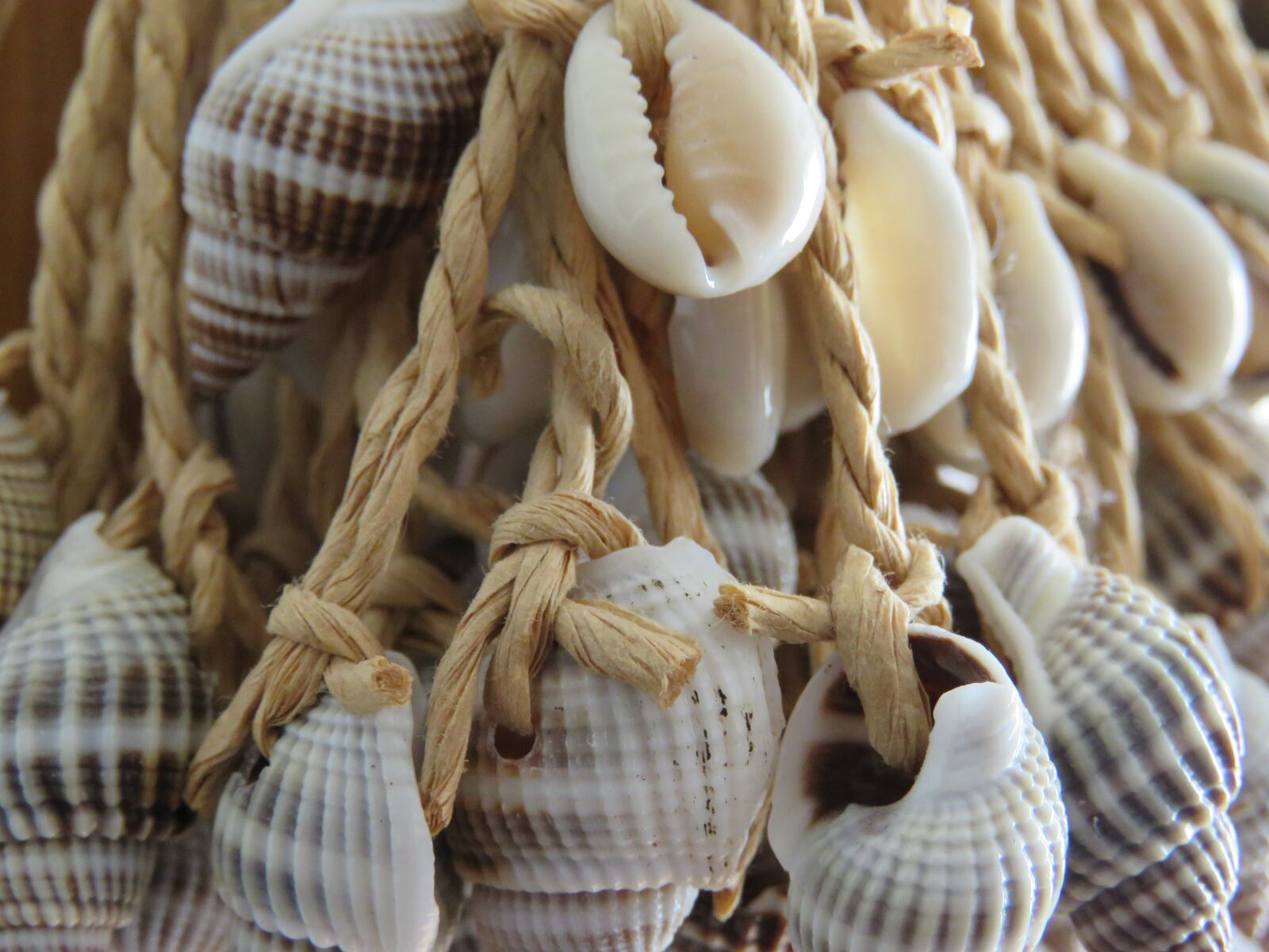 Canon PowerShot SX60 HS sample photo. Shell, shells, decorative photography