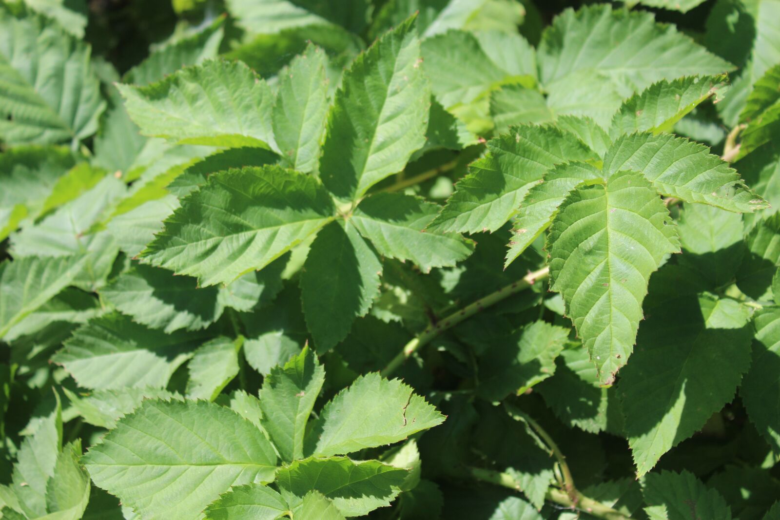 Canon EOS 1200D (EOS Rebel T5 / EOS Kiss X70 / EOS Hi) sample photo. Vines, plant, blackberries photography