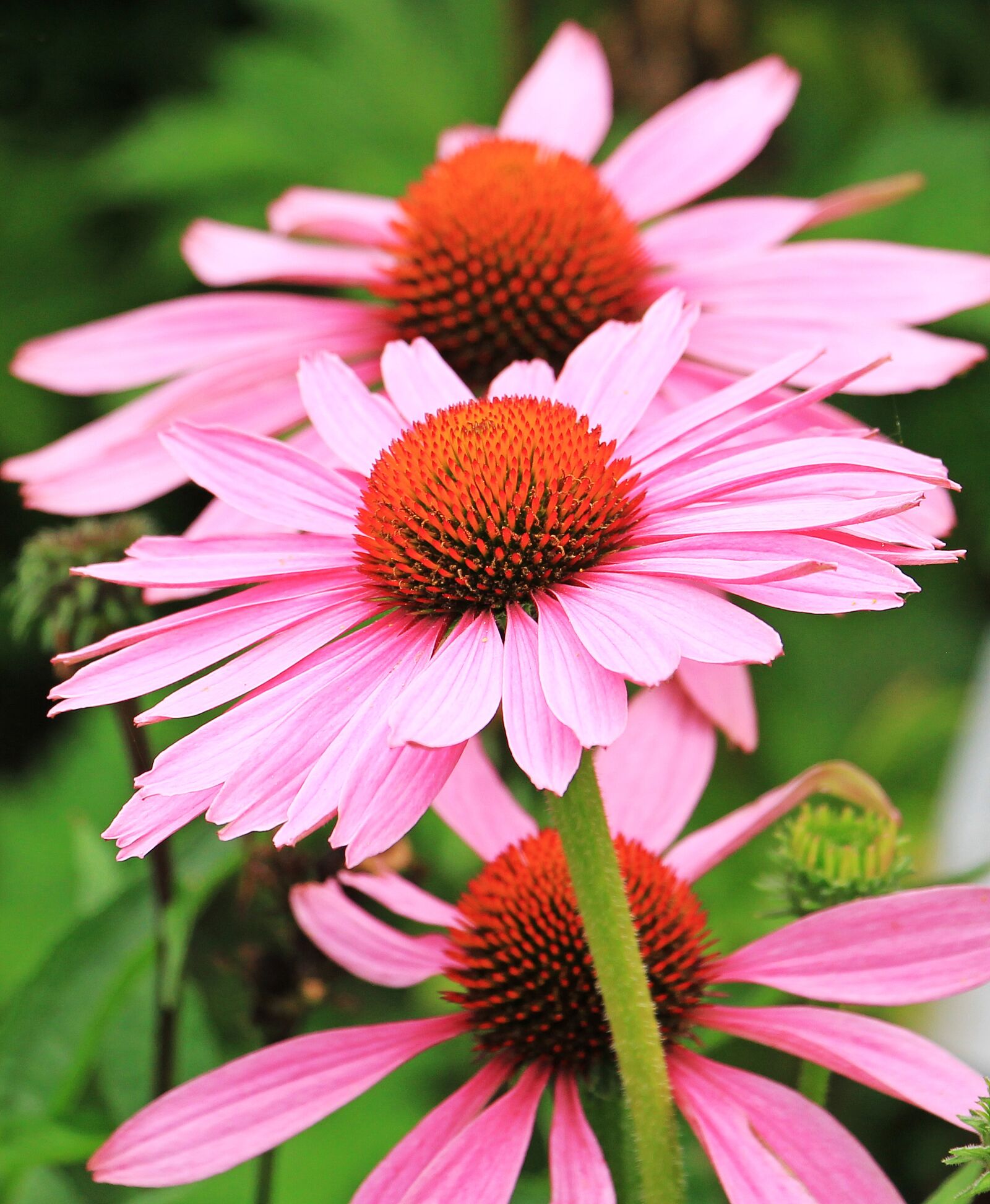 Canon EOS 550D (EOS Rebel T2i / EOS Kiss X4) sample photo. Sun hats, hedgehog heads photography