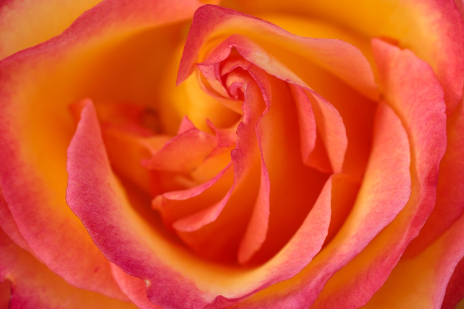 Sigma 70mm F2.8 EX DG Macro sample photo. Rose bloom, close up photography