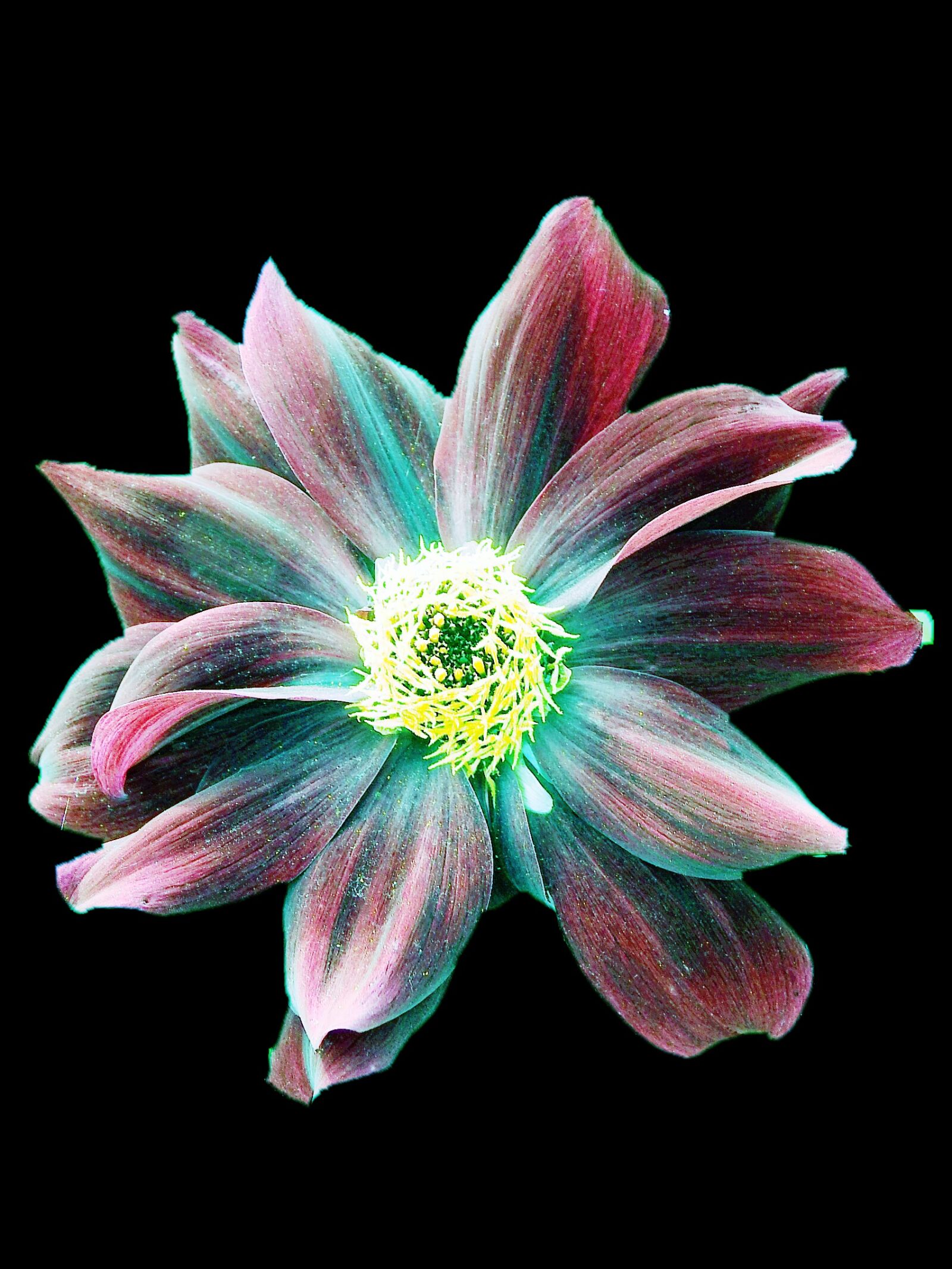 Nikon Coolpix P900 sample photo. Flower, multicolor, colors photography