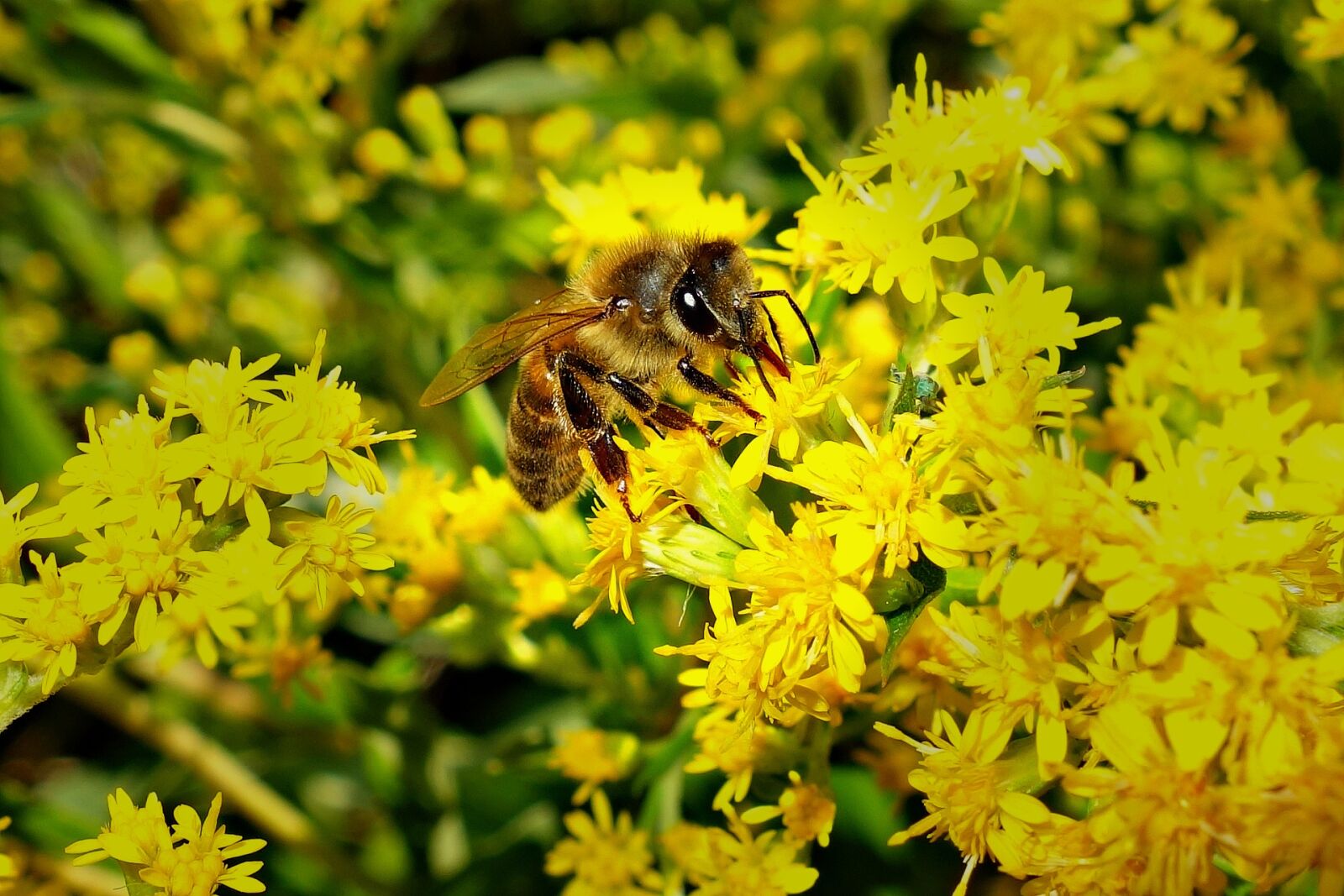 Sony Cyber-shot DSC-RX100 sample photo. Bee, honeybee, insect photography