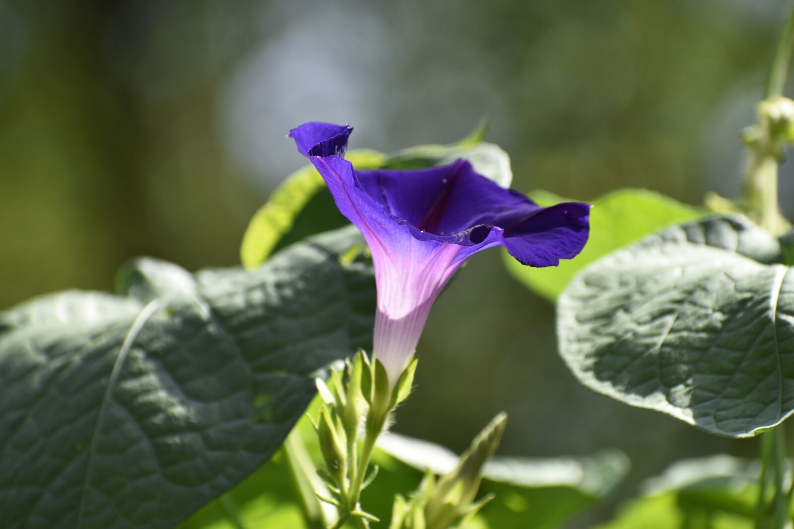 Nikon D3500 sample photo. Morning glory, flower, sunrise photography