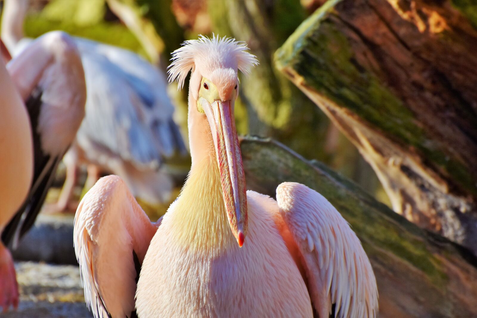 Nikon D7200 sample photo. Pelikan, water bird, pink photography