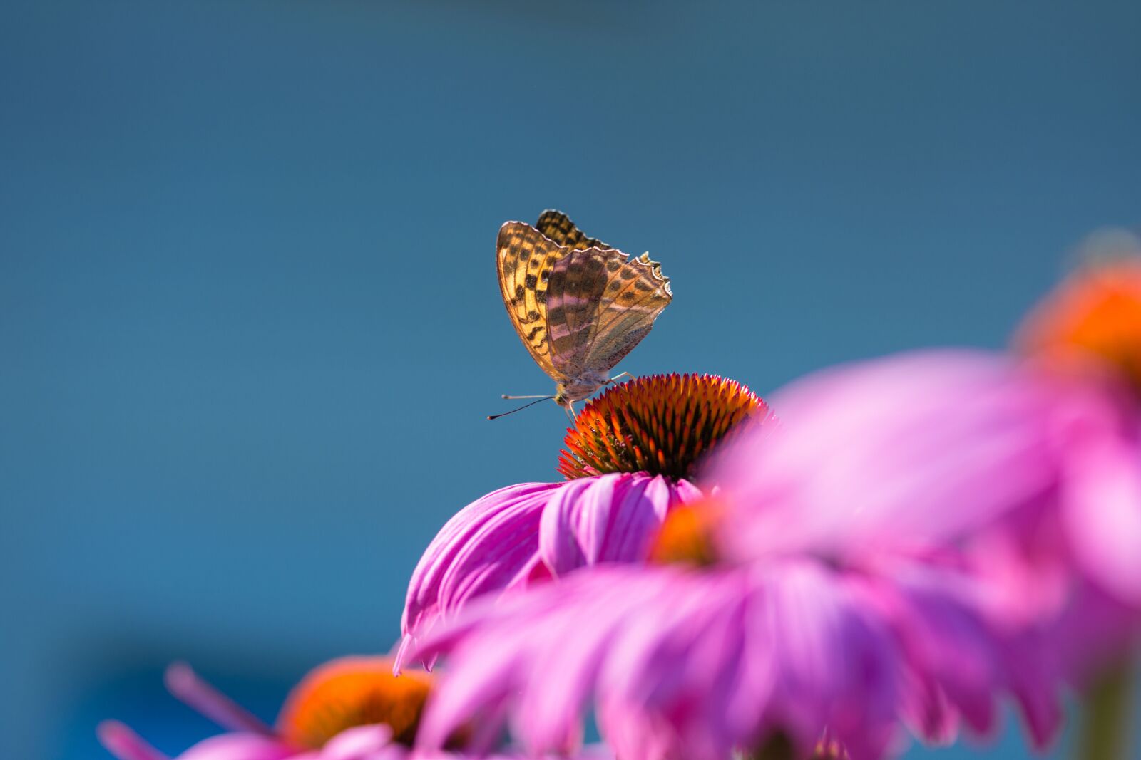 Nikon D7200 sample photo. Butterfly, butterfly chess board photography