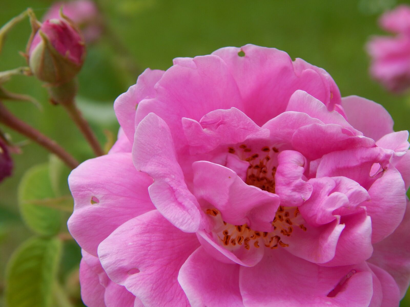 Nikon Coolpix L820 sample photo. Pink, flower, pink flower photography