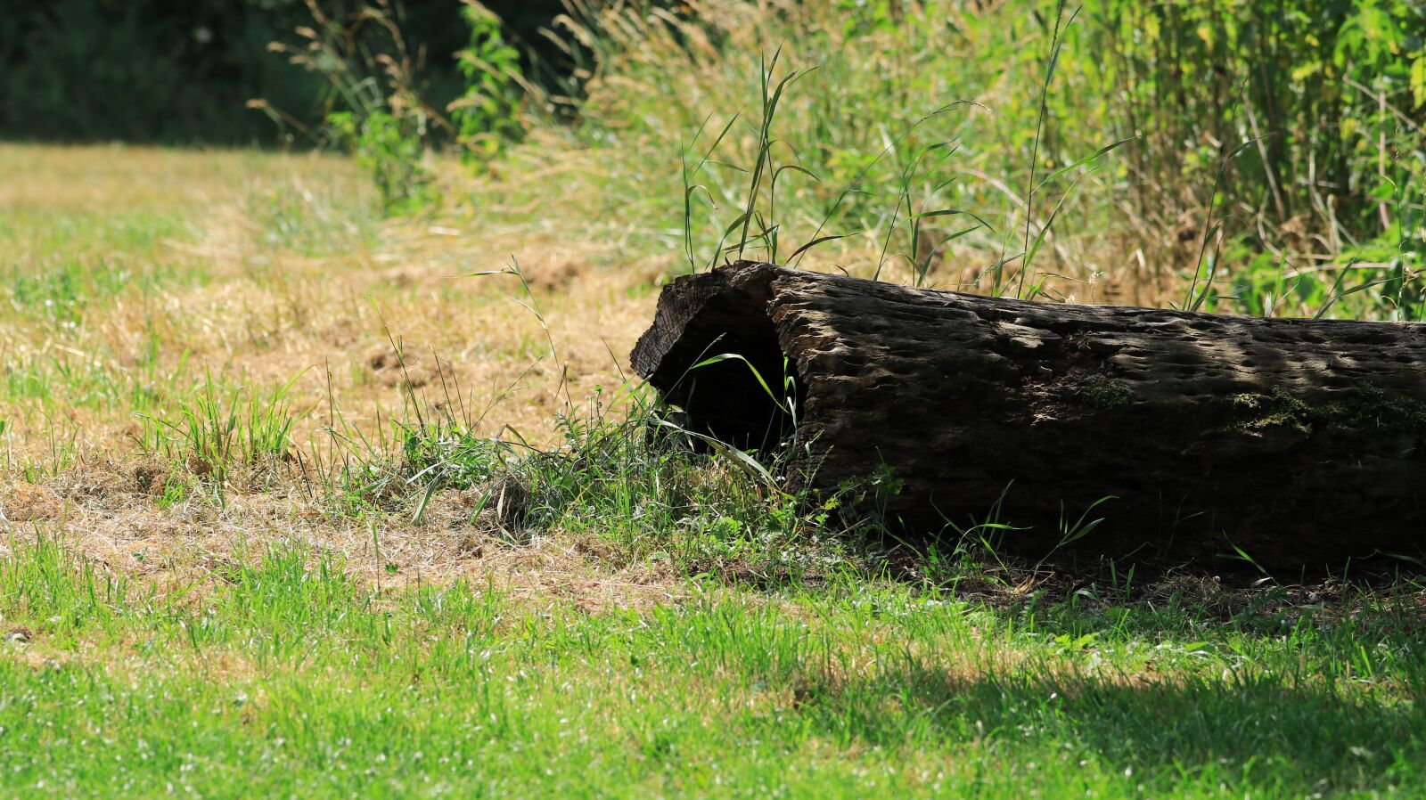 Canon EOS 80D sample photo. Log, glade, nature photography