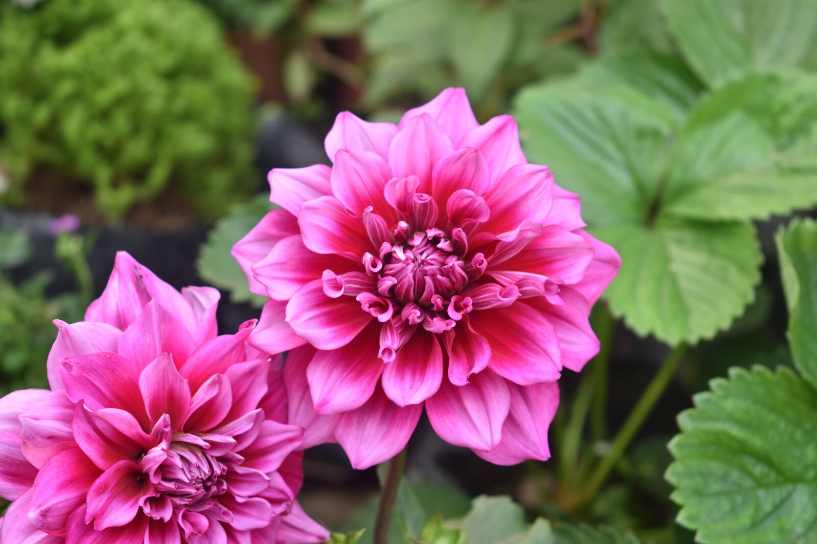 Nikon D3400 sample photo. Flower, dahlia flower, pink photography