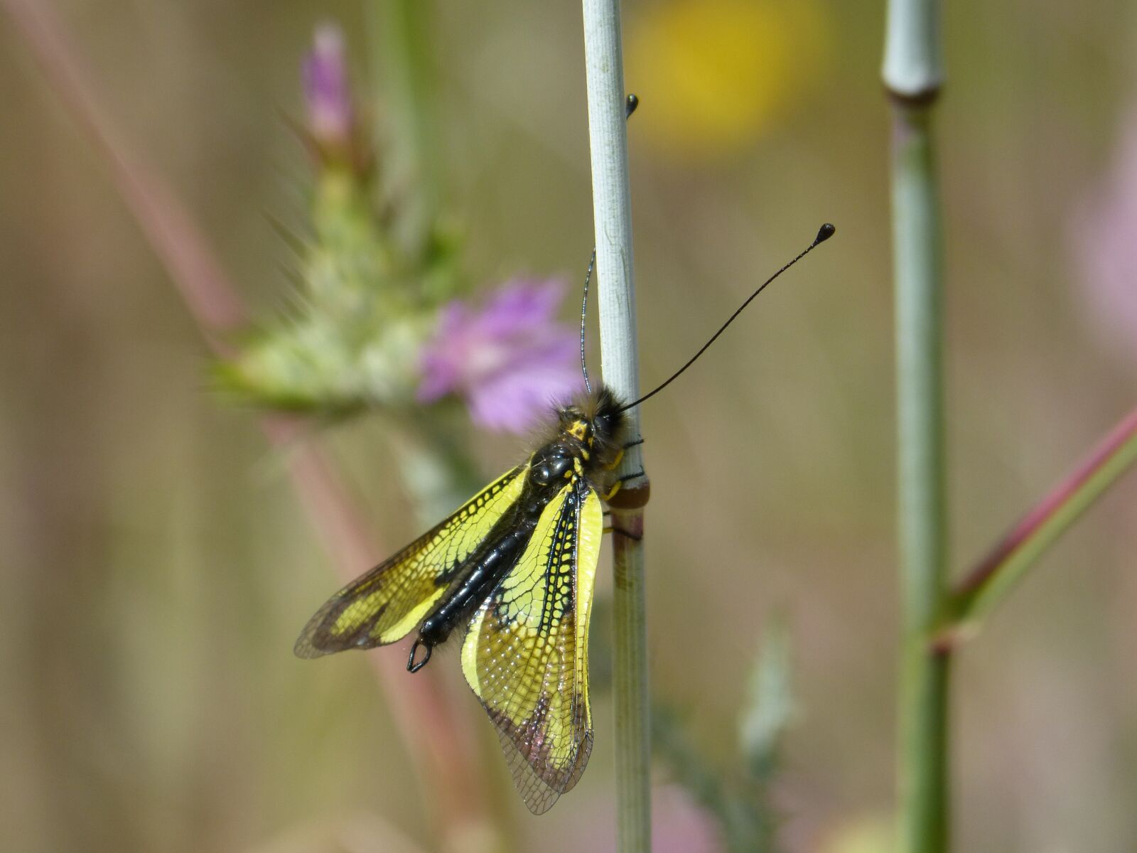Panasonic DMC-FZ62 sample photo. Insect, yellow, libelloides cunii photography