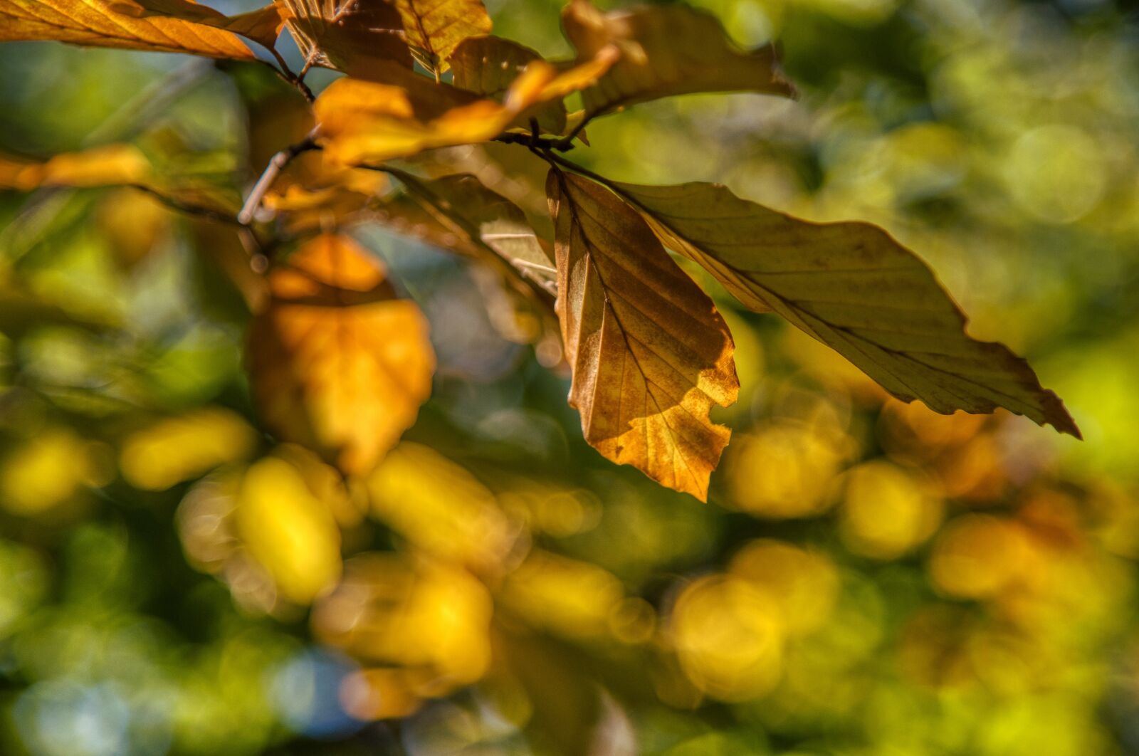 Nikon D750 sample photo. Autumn, tree, leaves photography