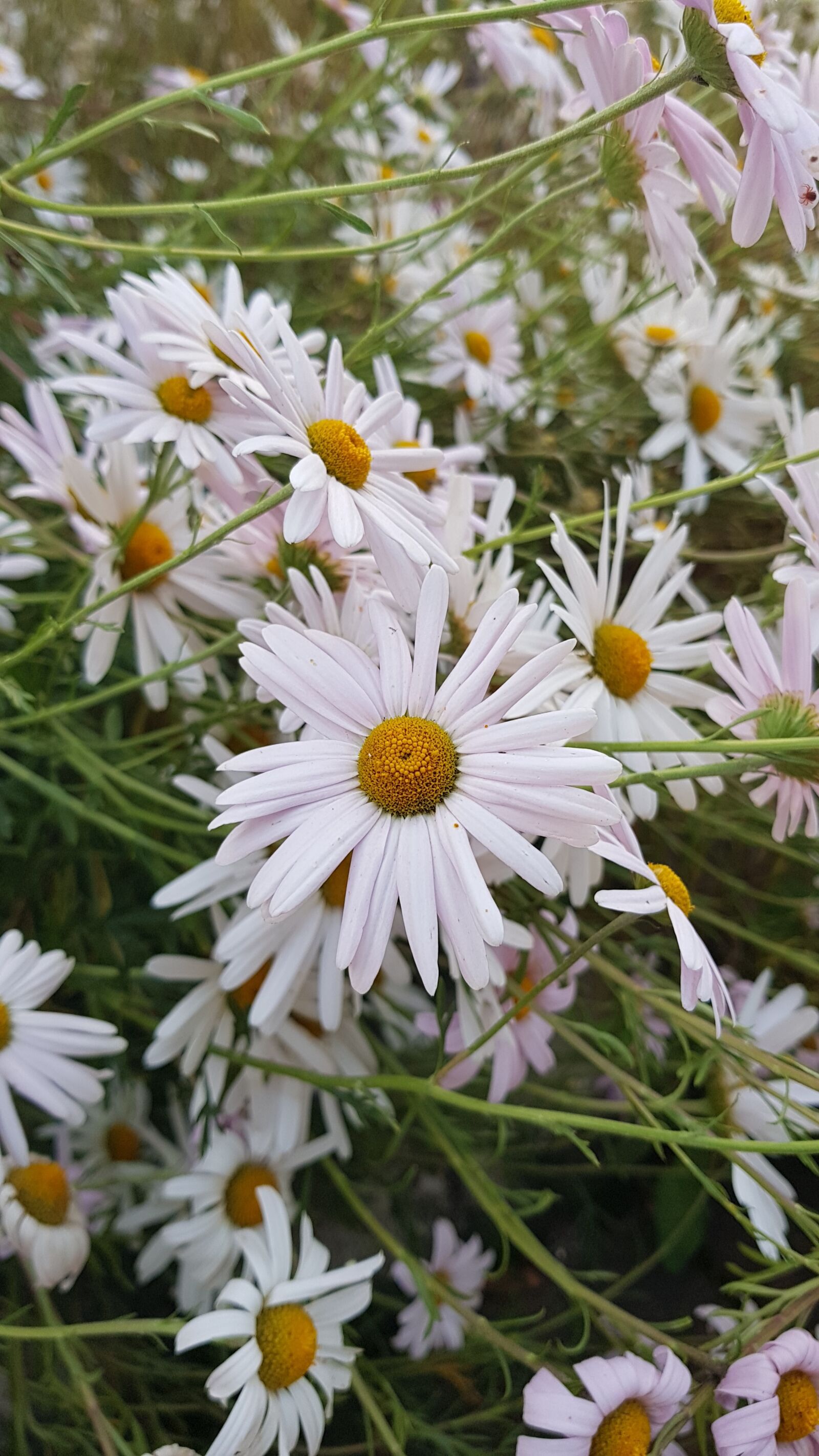 Samsung Galaxy S8+ sample photo. Nature, plants, flowers photography